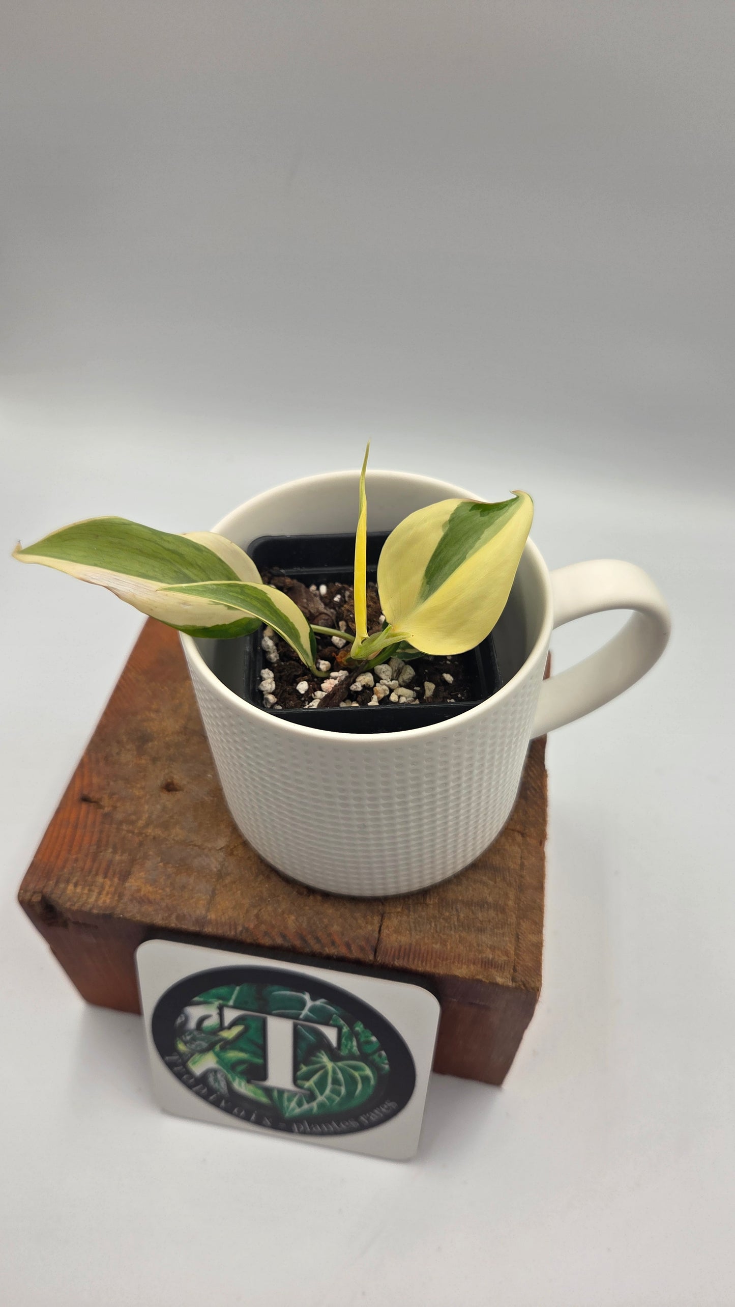 Philodendron Hederaceum Rio (PHI-819)