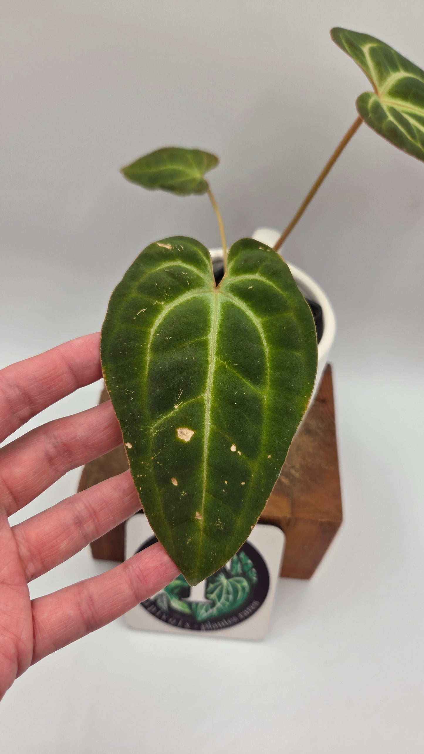 Anthurium Besseae Aff Pink "Format MOYEN" (ANT-675)