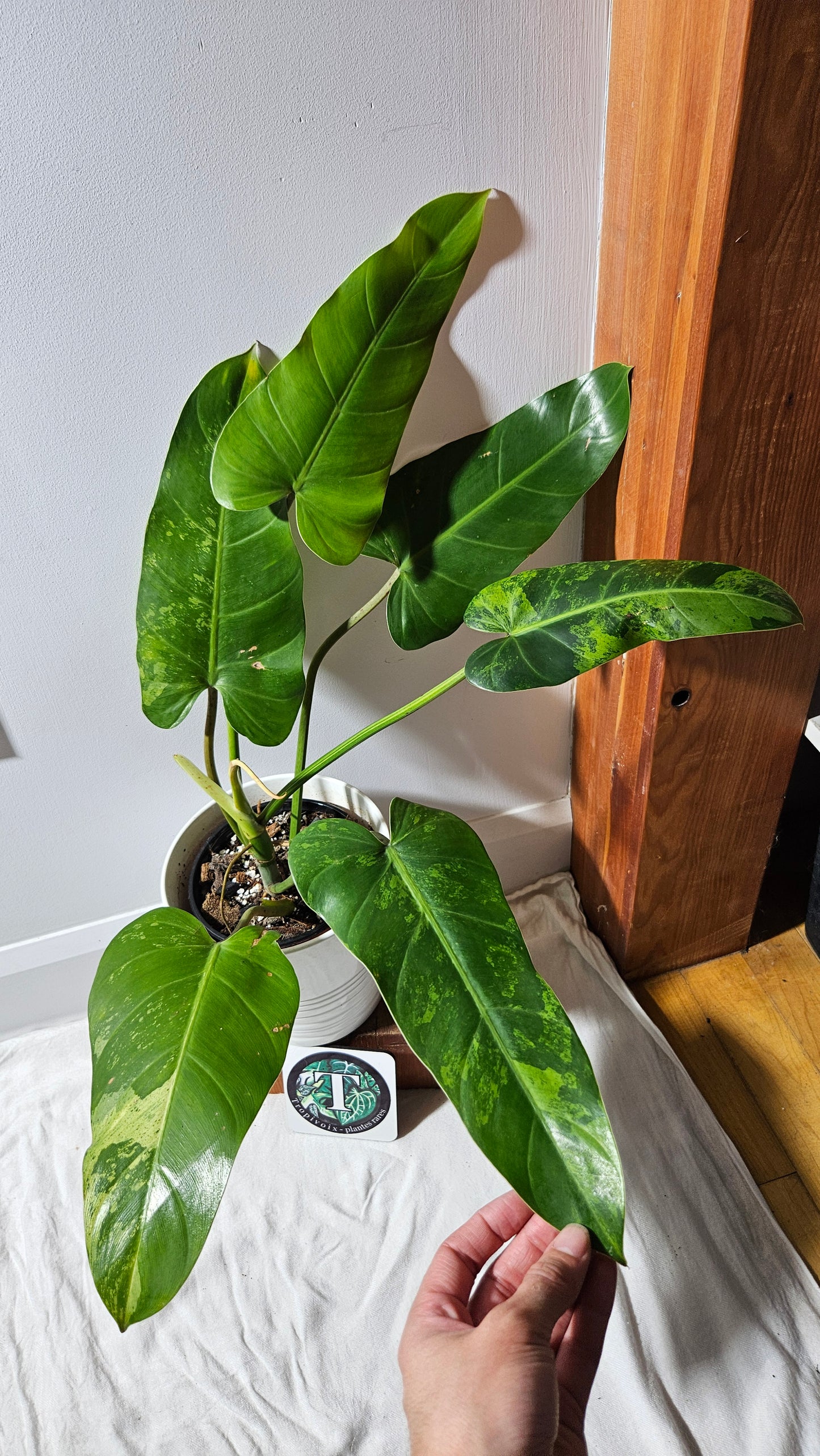 Philodendron whipple Way Variegata (PHI-896)