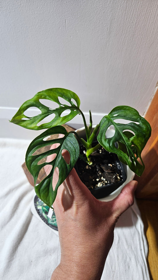 Monstera Obliqua Aff Cenepa (MON-429)