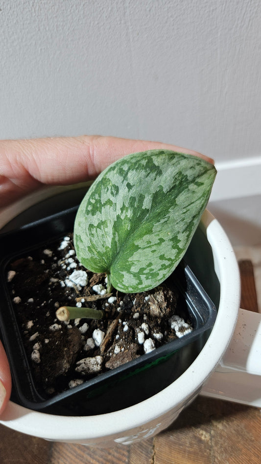 Scindapsus Geulis (SCI-1216)
