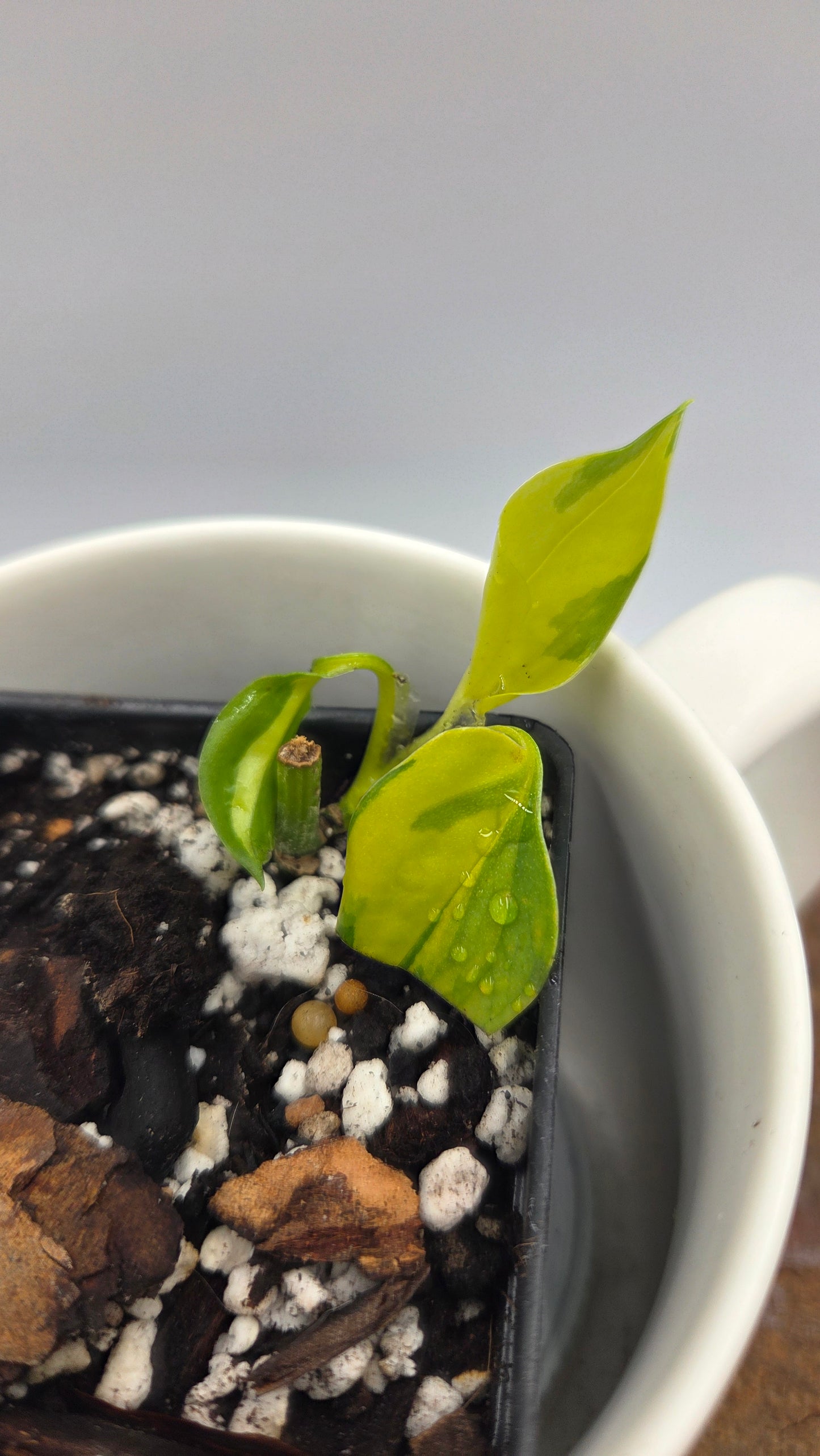 Epipremnum Aureum Neon Joy (EPI-240)