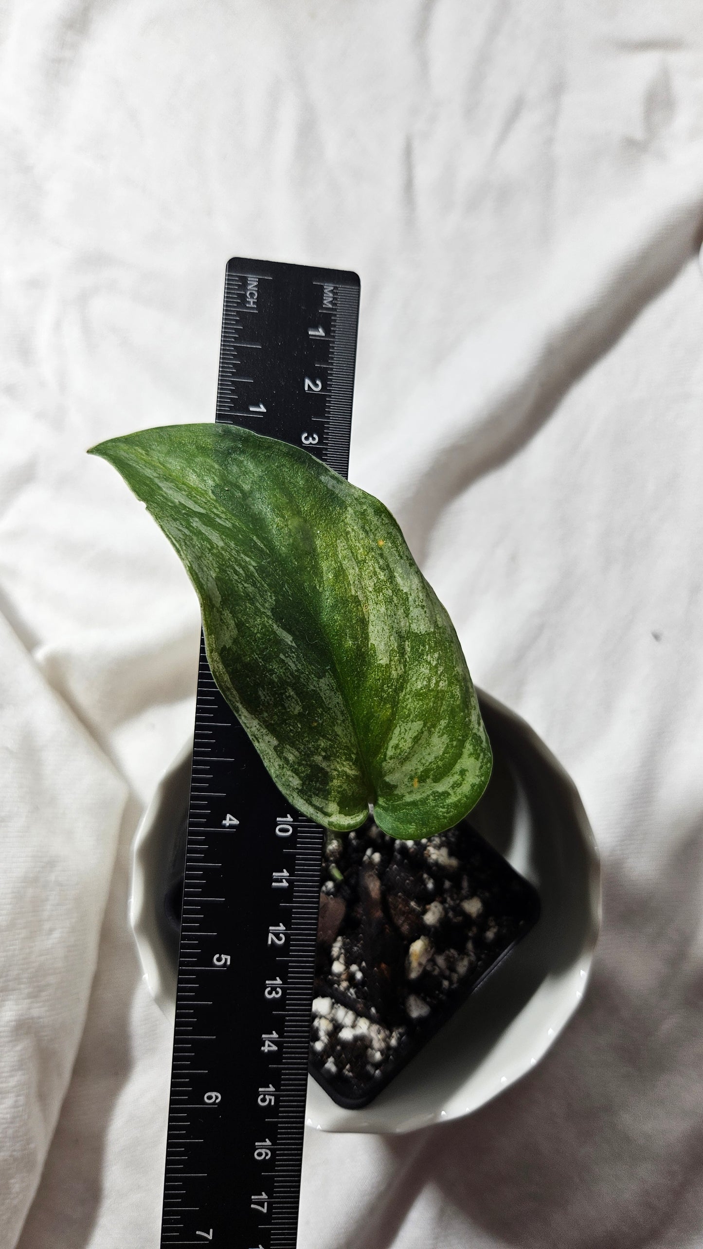 Scindapsus Dark Splash Variegata (SCI-639)