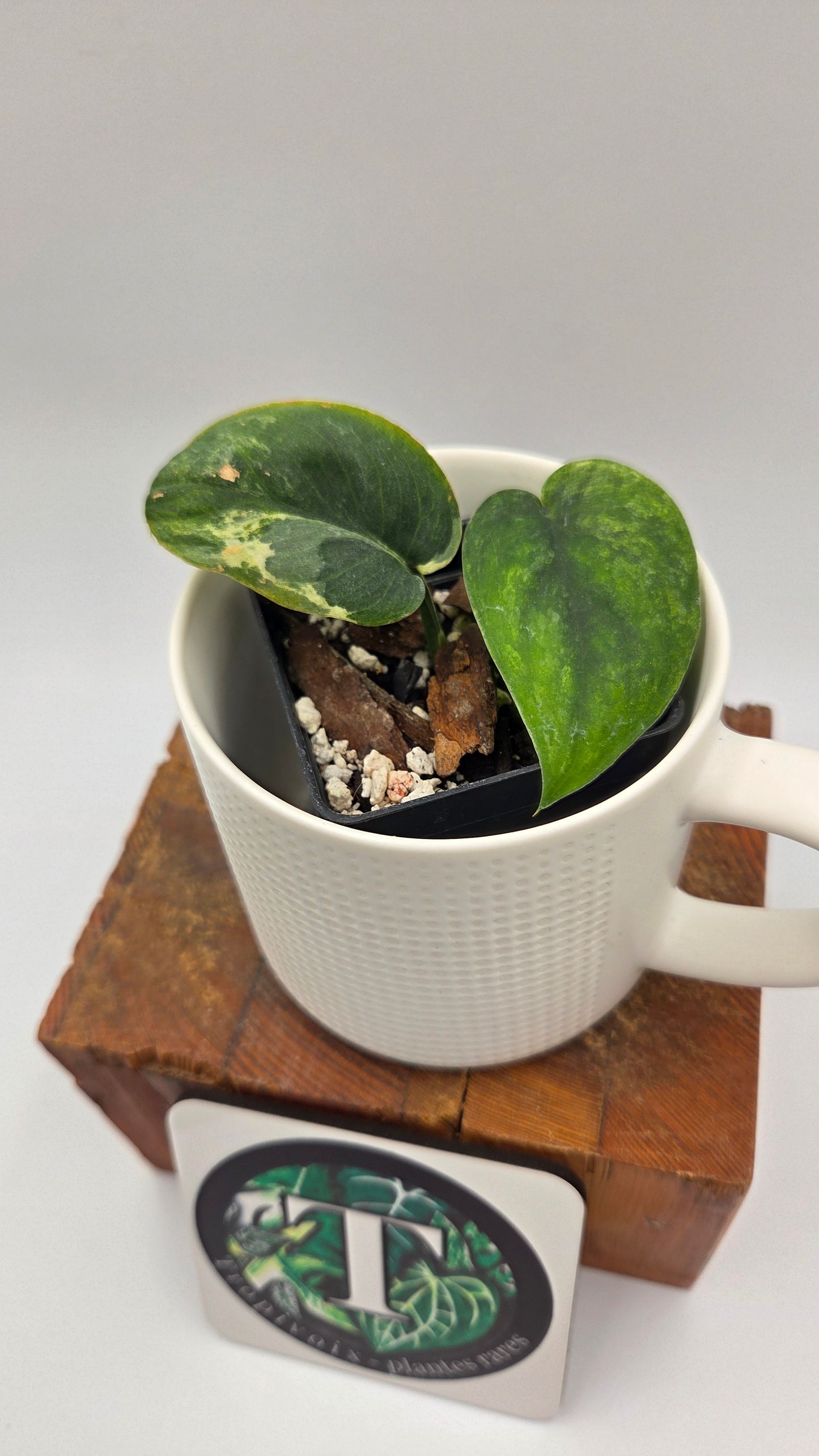 Scindapsus Silver Splash Tricolore (SCI-1437)