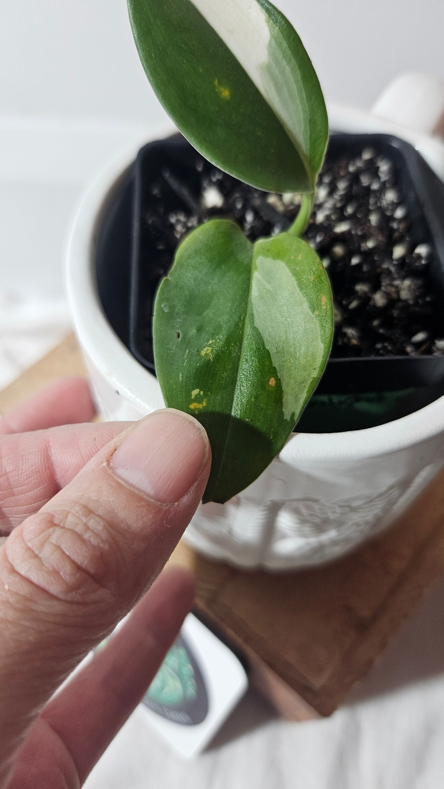 Scindapsus Treubii Moonlight Albo (SCI-657)