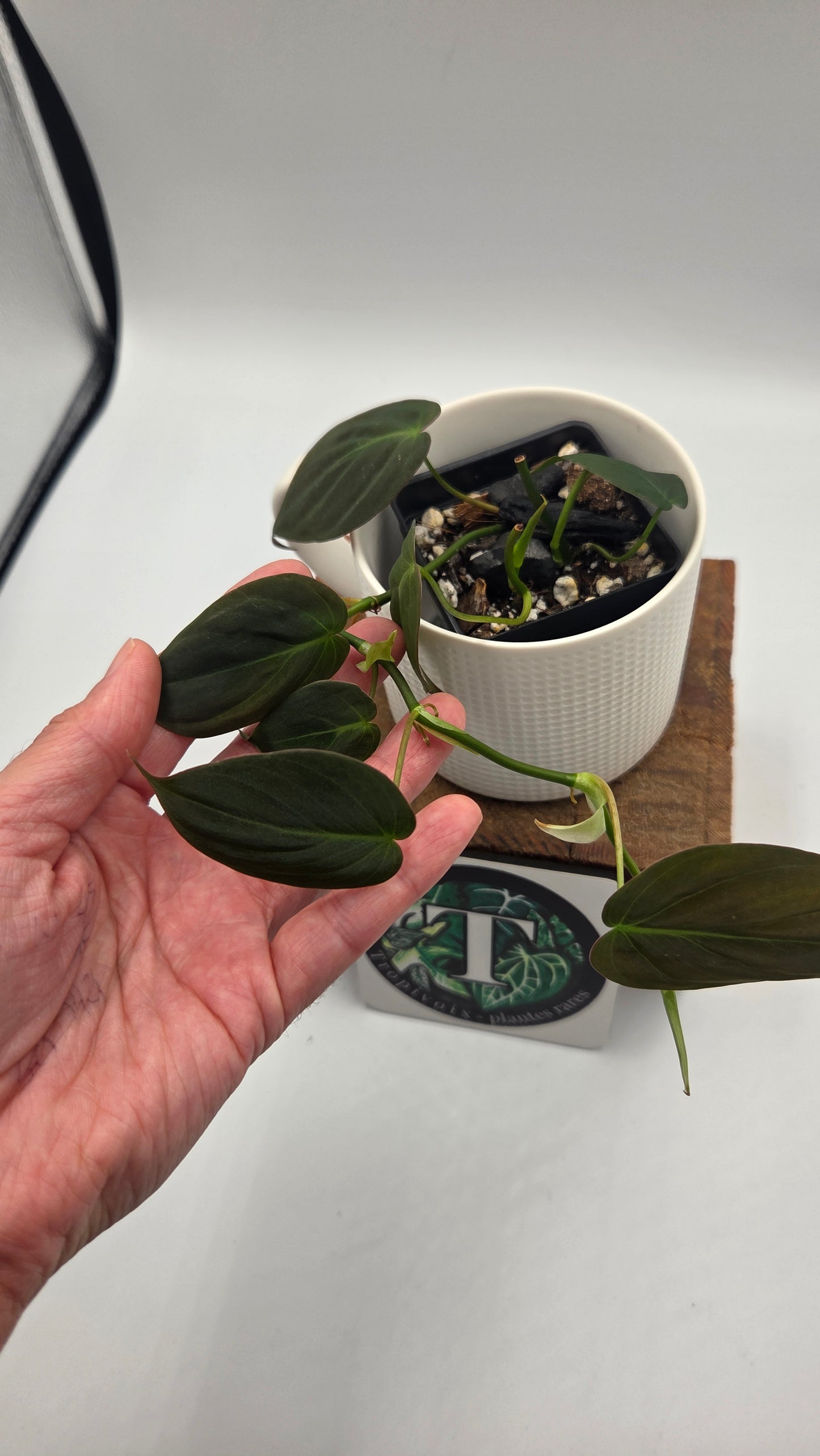 Philodendron Mican (PHI-1049)
