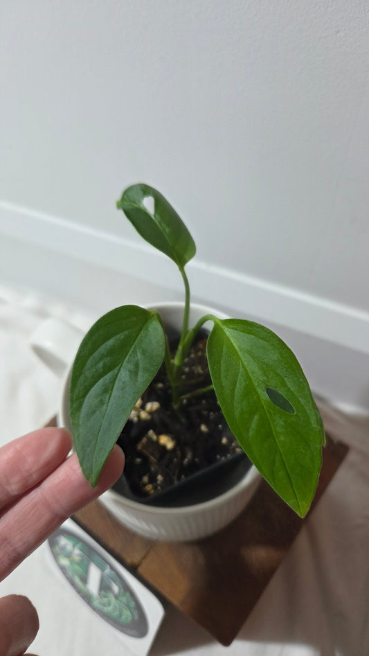 Monstera Obliqua Aff Napo (MON-534)