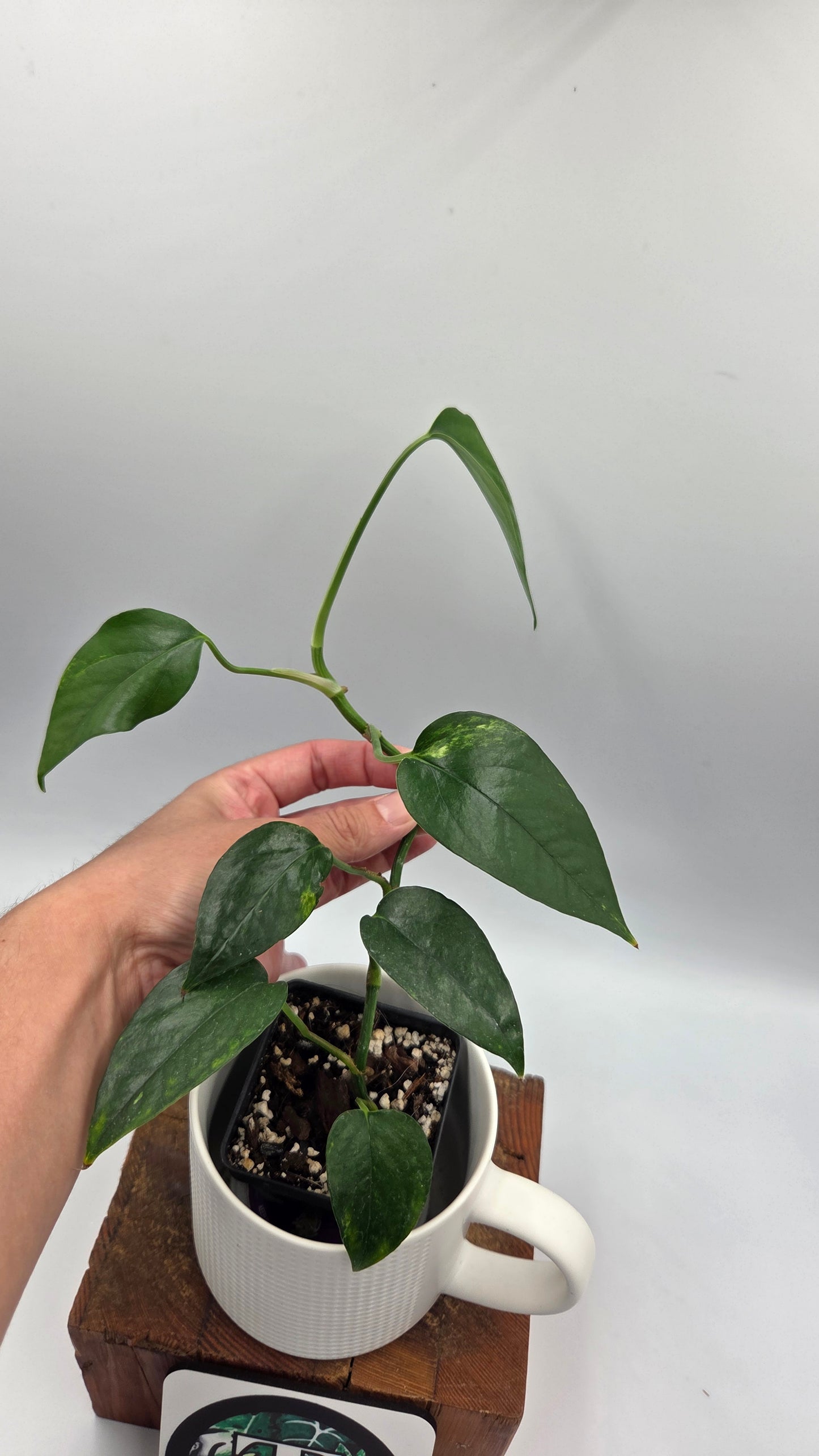 Epipremnum pinnatum Yellow Sunrise (EPI-244)