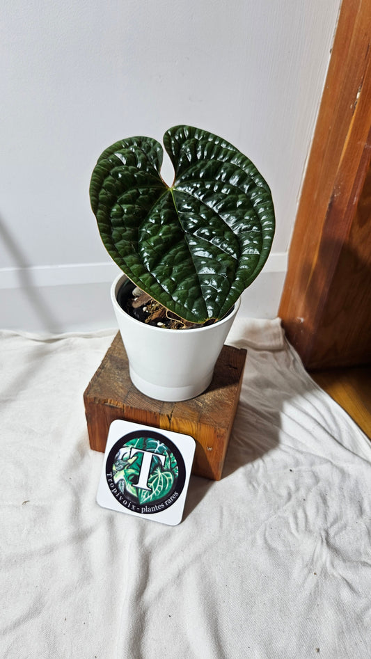 Anthurium Luxurians Round   "format MEDIUM" (ANT-044)