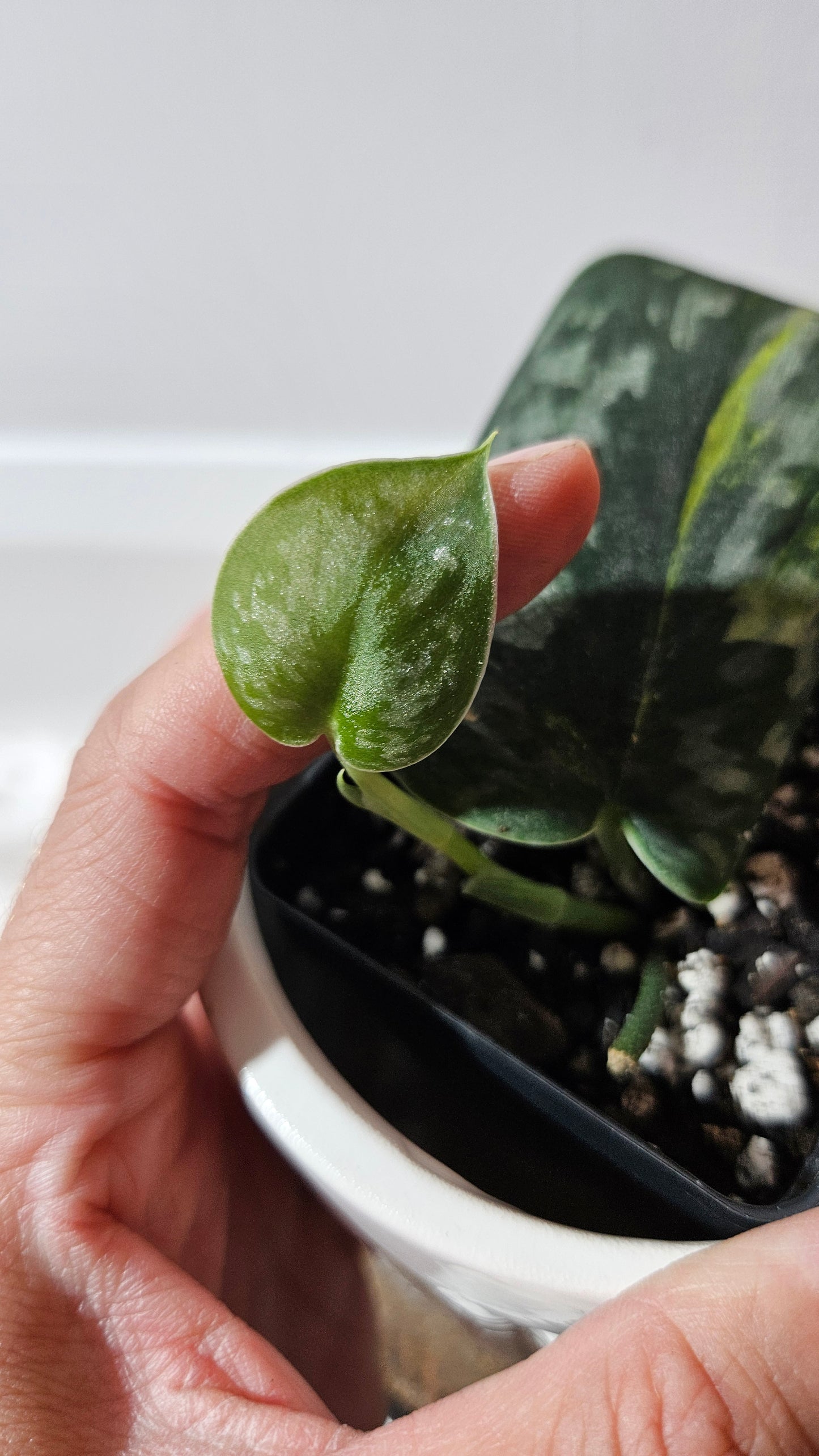 Scindapsus Green Diamond (SCI-1305)