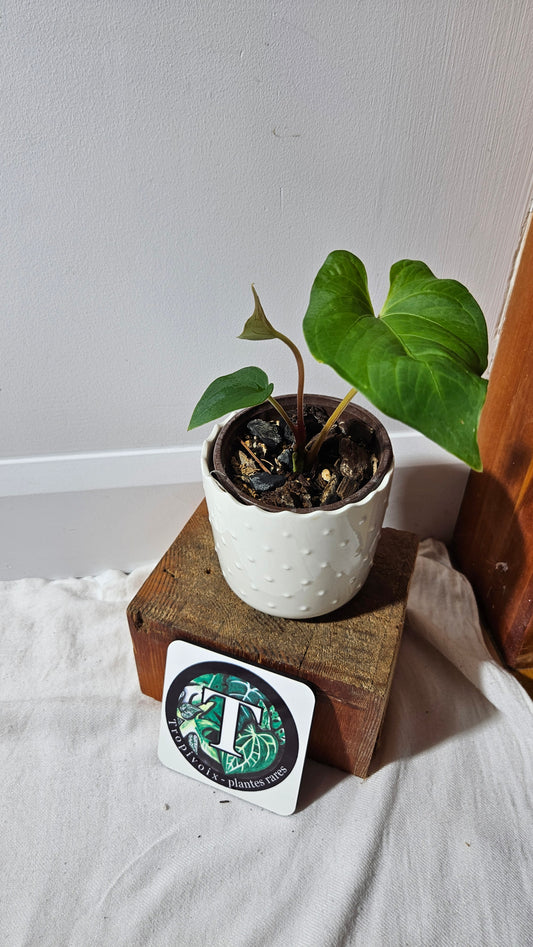 Anthurium  Tiwintza Aff Velvet "format MOYEN" (ANT-227)