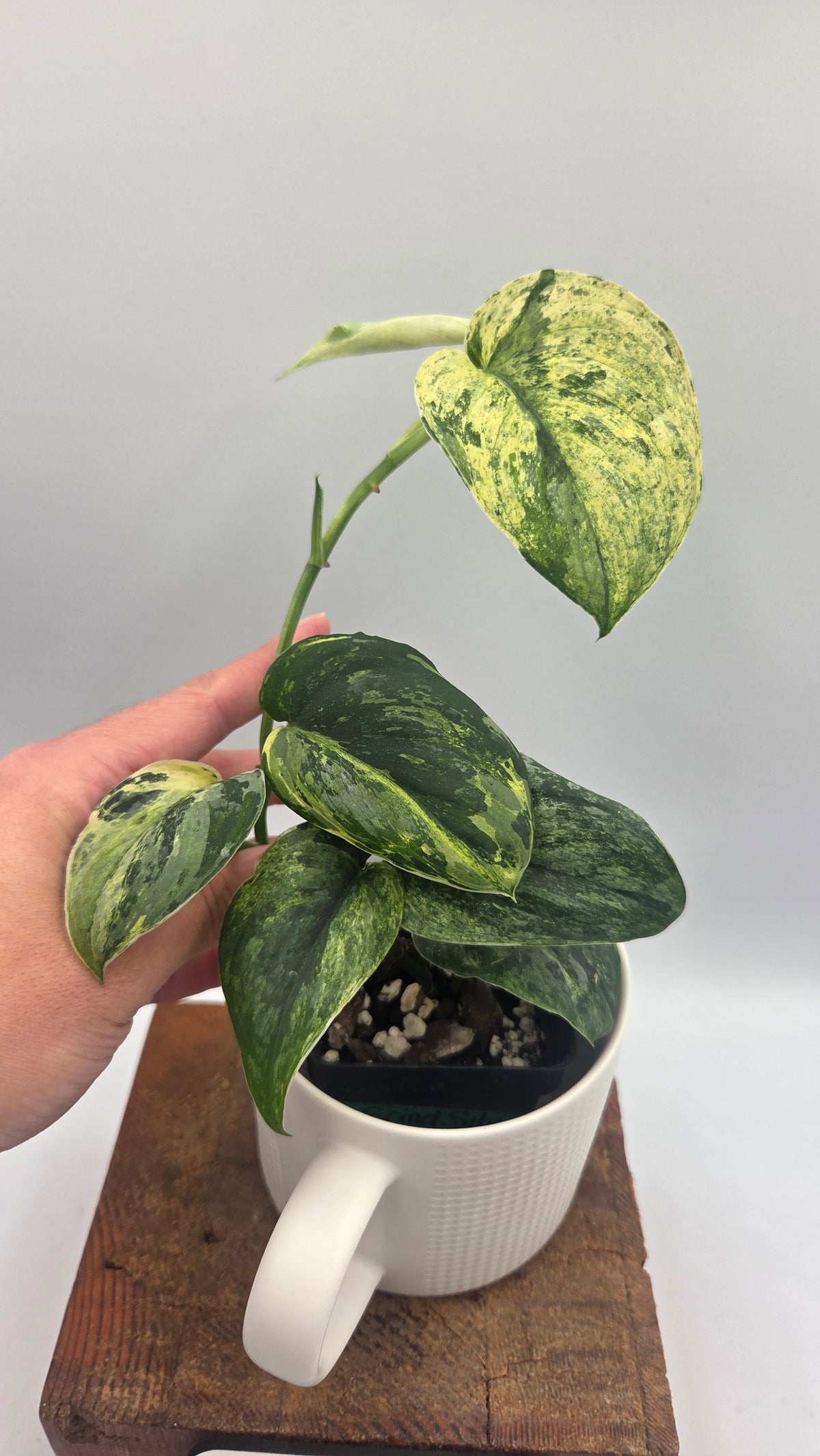 Scindapsus Silver Splash Tricolore (SCI-1231)