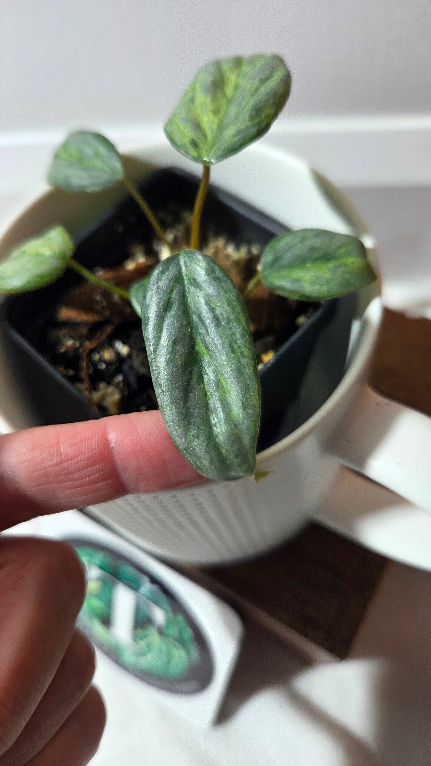 Philodendron Sodiroi Variegata (PHI-511)