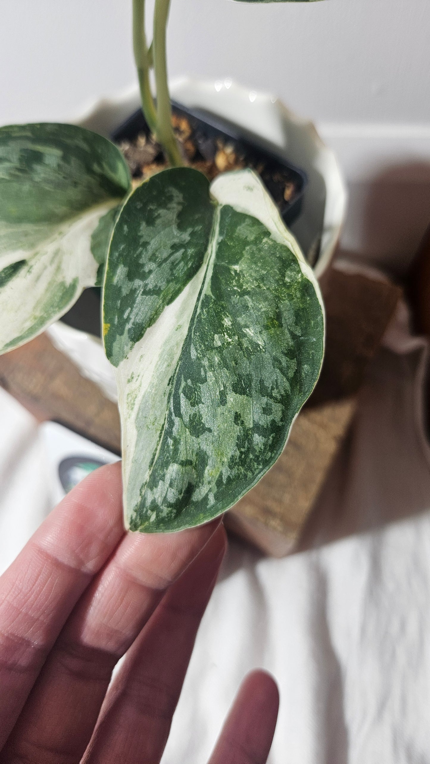 Scindapsus Exotica Salaka Variegata (SCI-960)