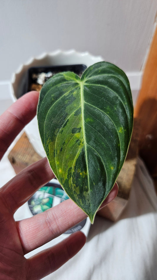Philodendron Melanochrysum Variegata (PHI-866)