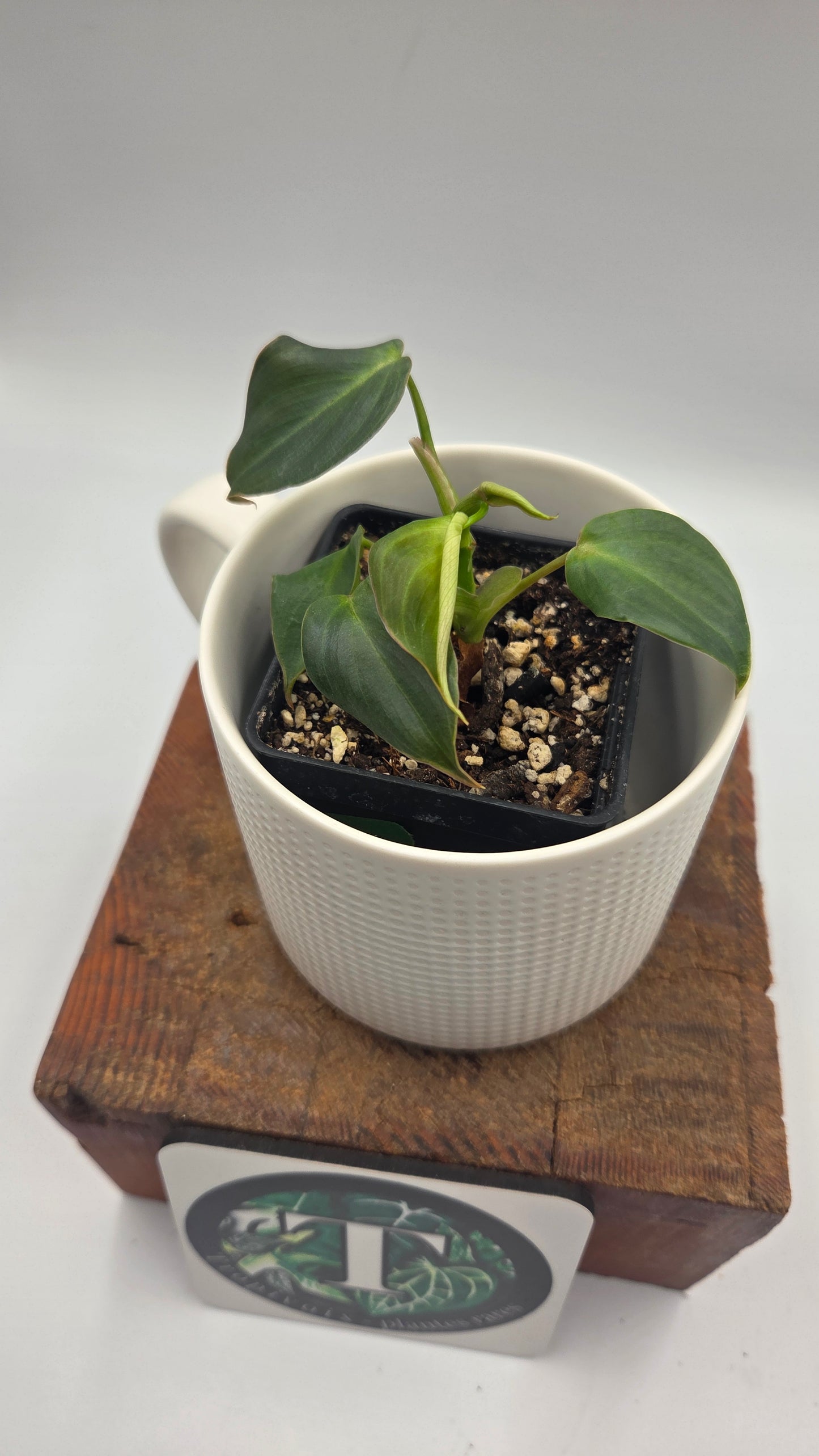 Philodendron Glorious (PHI-1050)