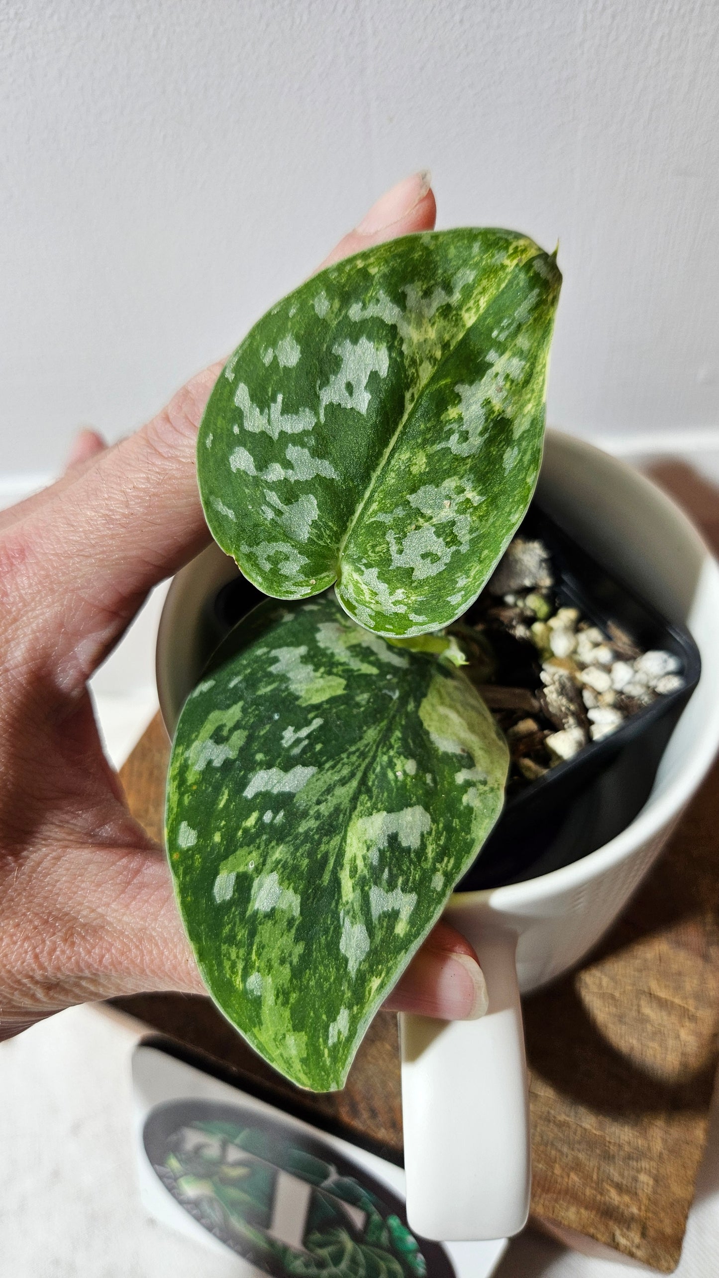 Scindapsus Argyraeus Permata (SCI-1347)