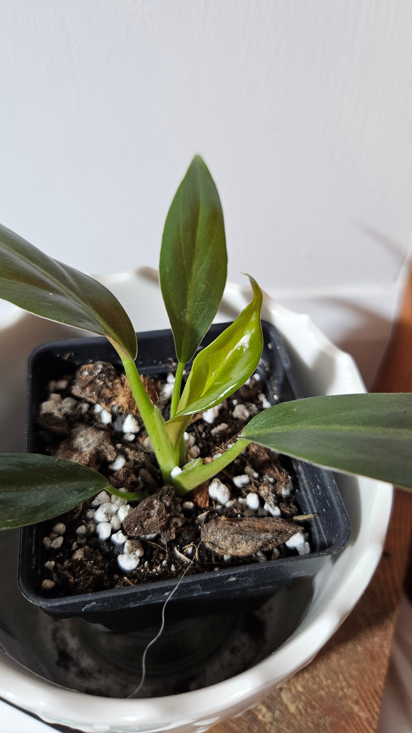 Philodendron Subhastatum Blood (PHI-840)