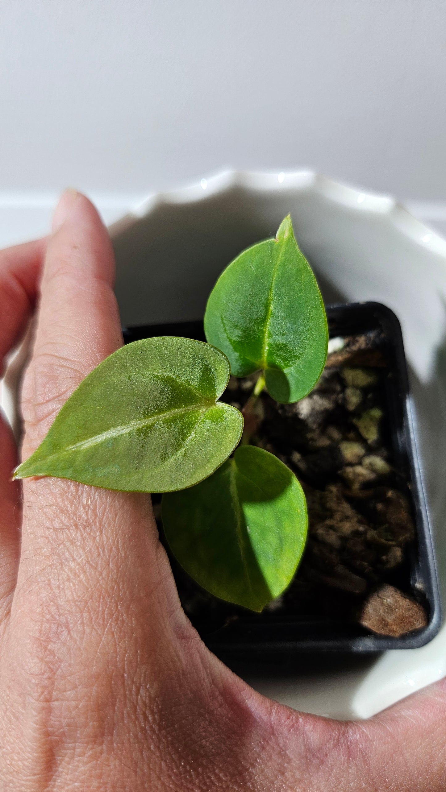 Anthurium Dressleri  Hybrid "format PETIT" (ANT-462)
