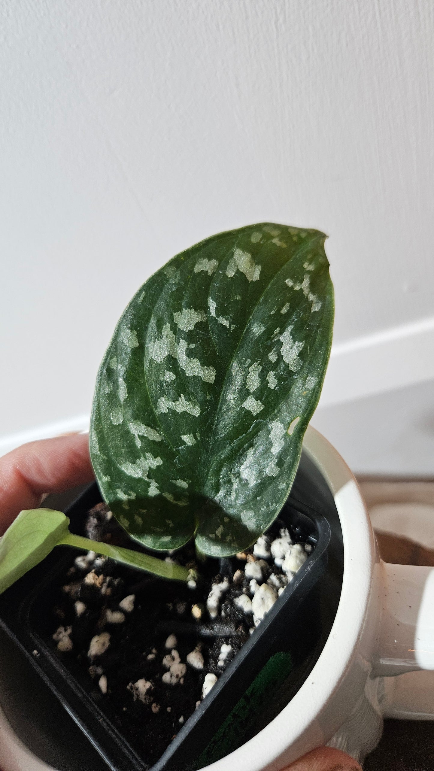 Scindapsus Exotica Batik (SCI-1286)