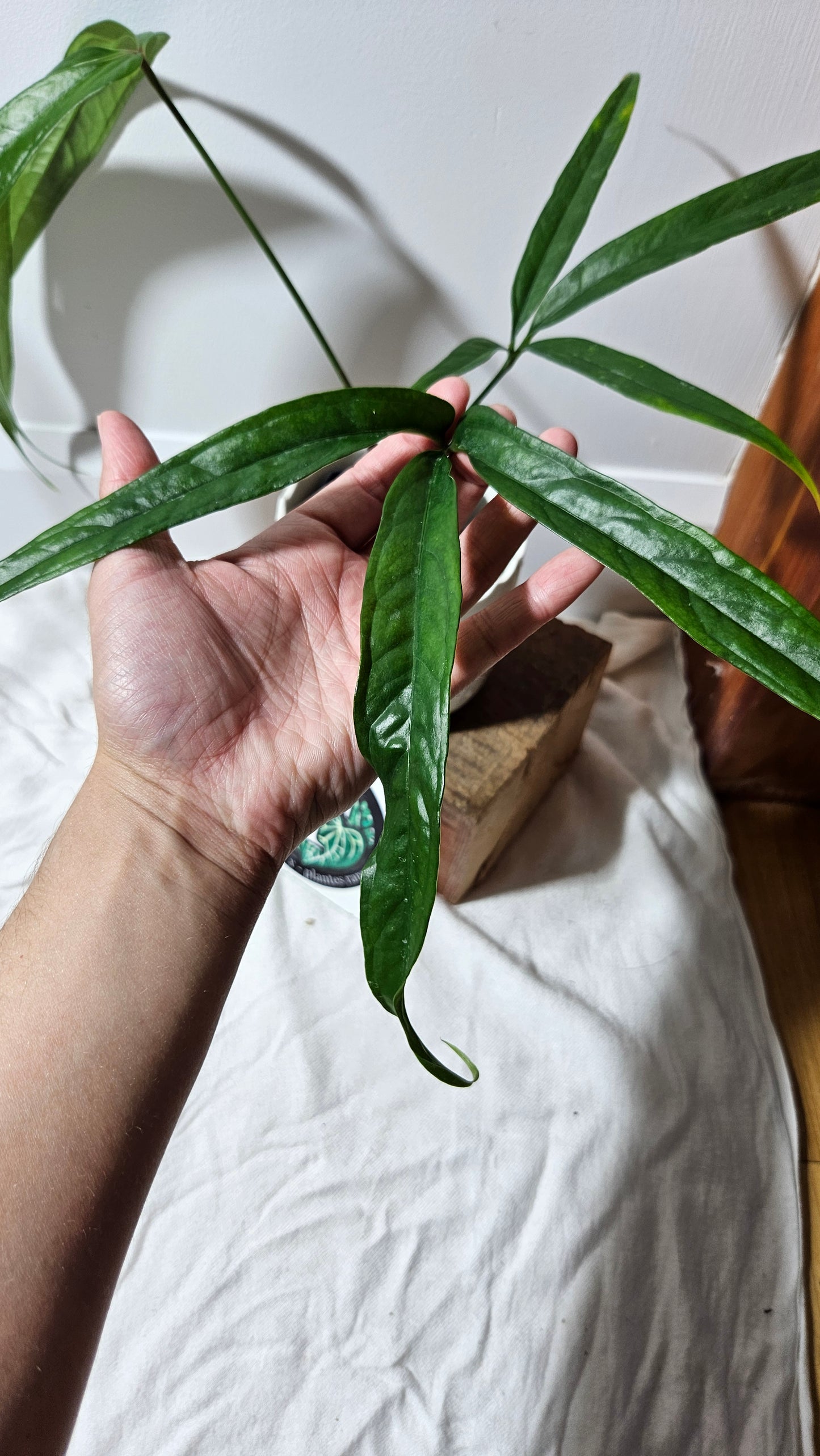 Anthurium Polydactylum "format MOYEN" (ANT-128)