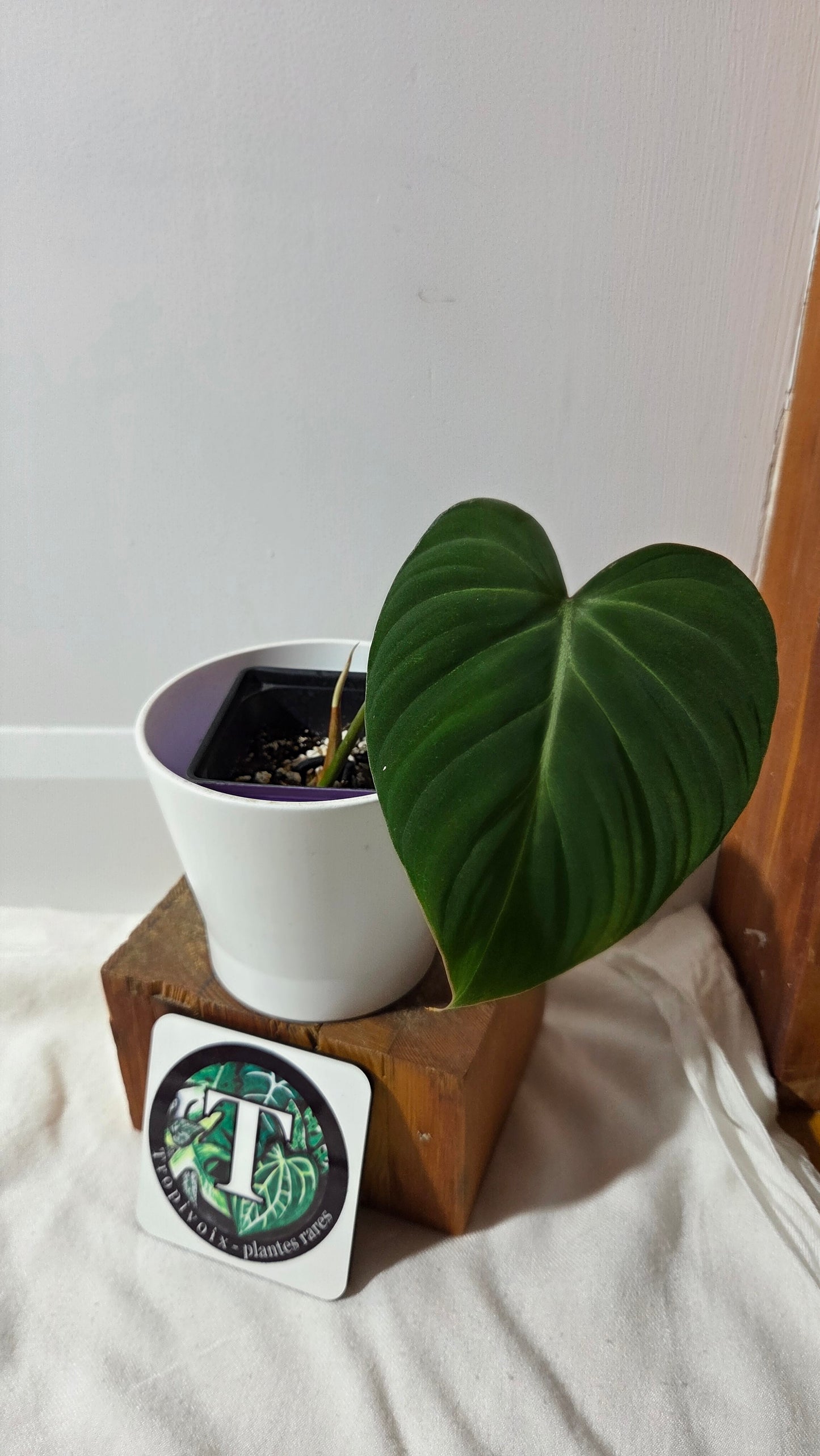 Philodendron Gloriosum (PHI-1012)