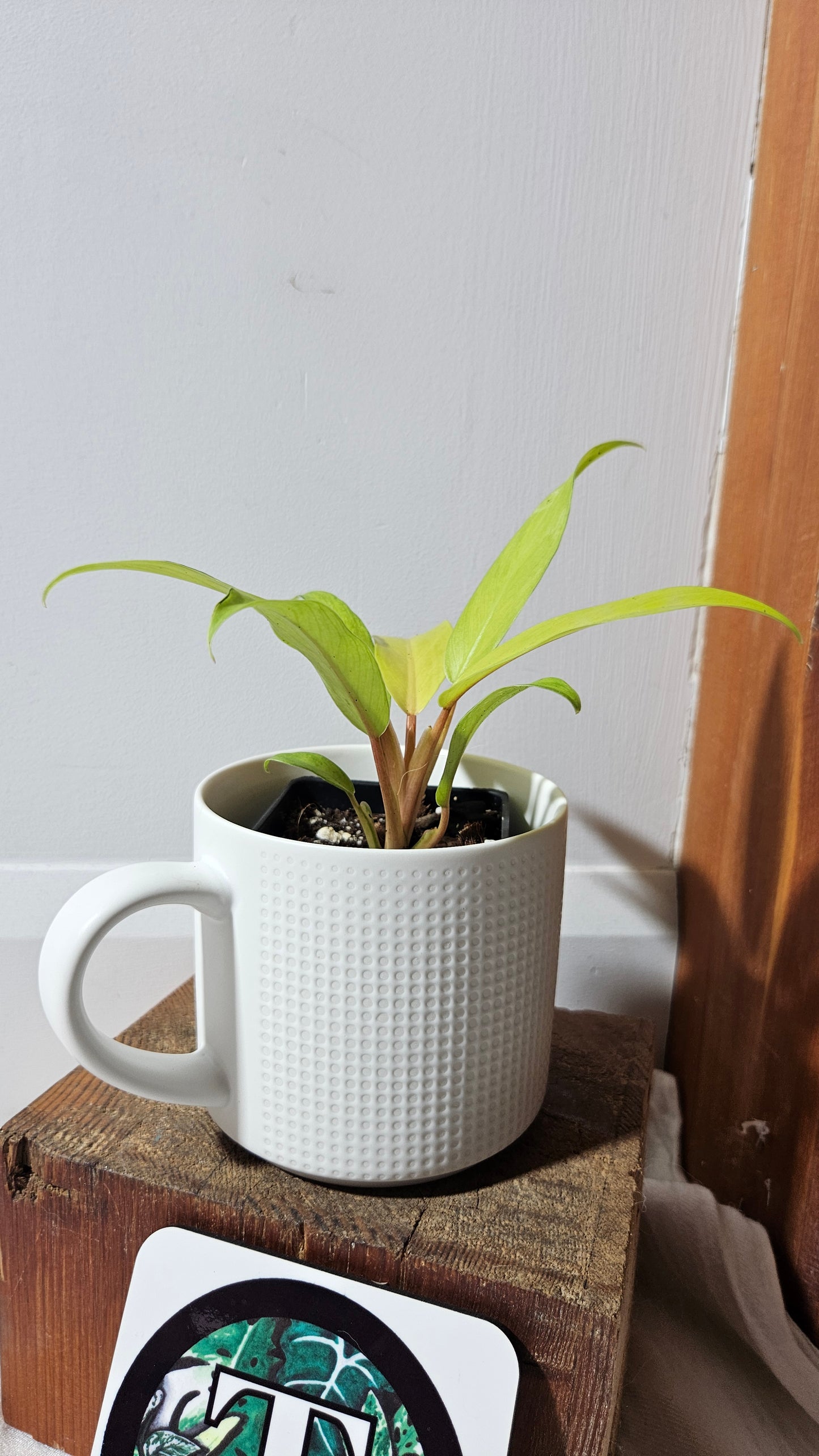 Philodendron Thai Sunrise (PHI-952)