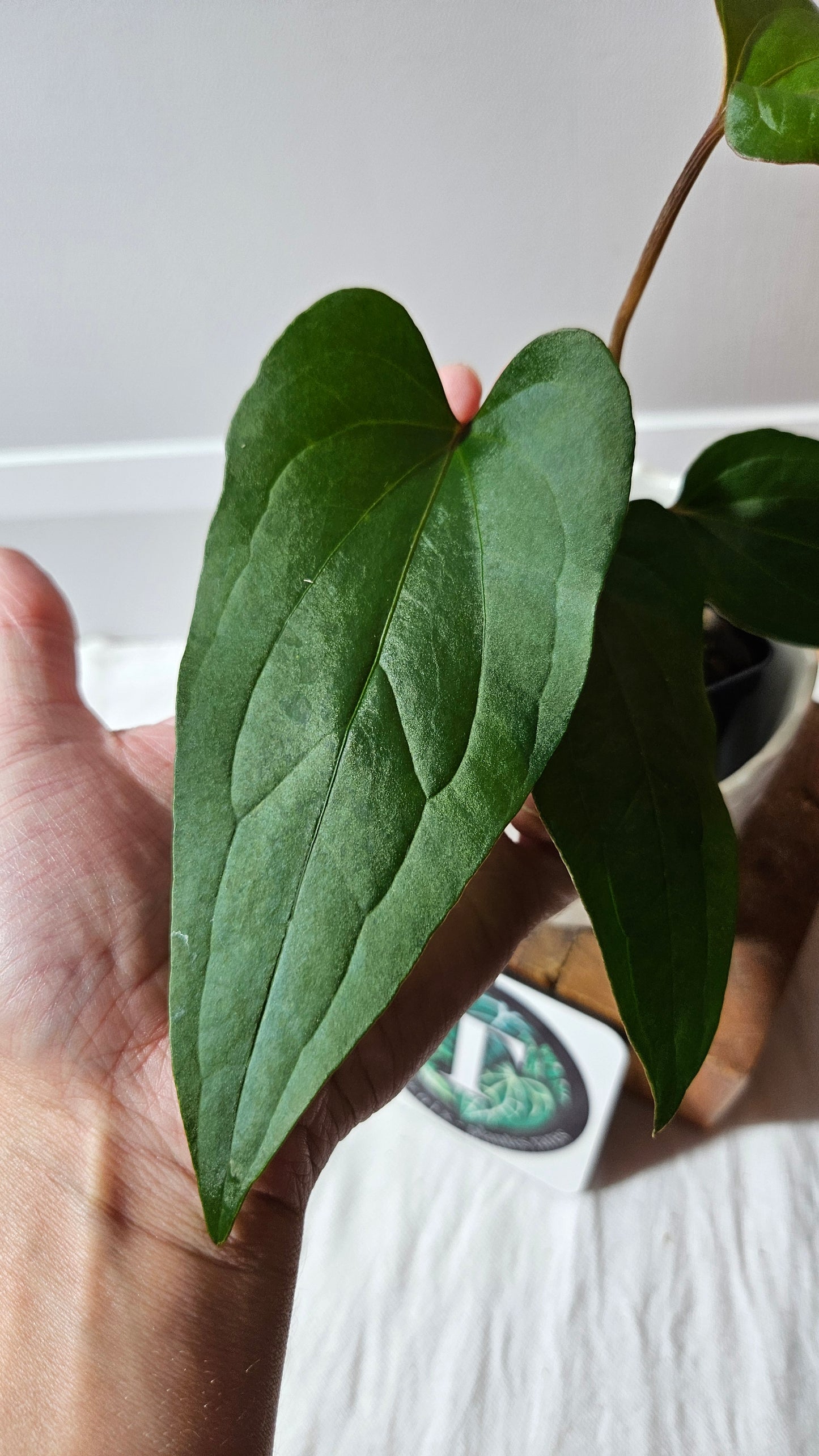 Anthurium Sagittatum Purple "format MOYEN"(ANT-616)