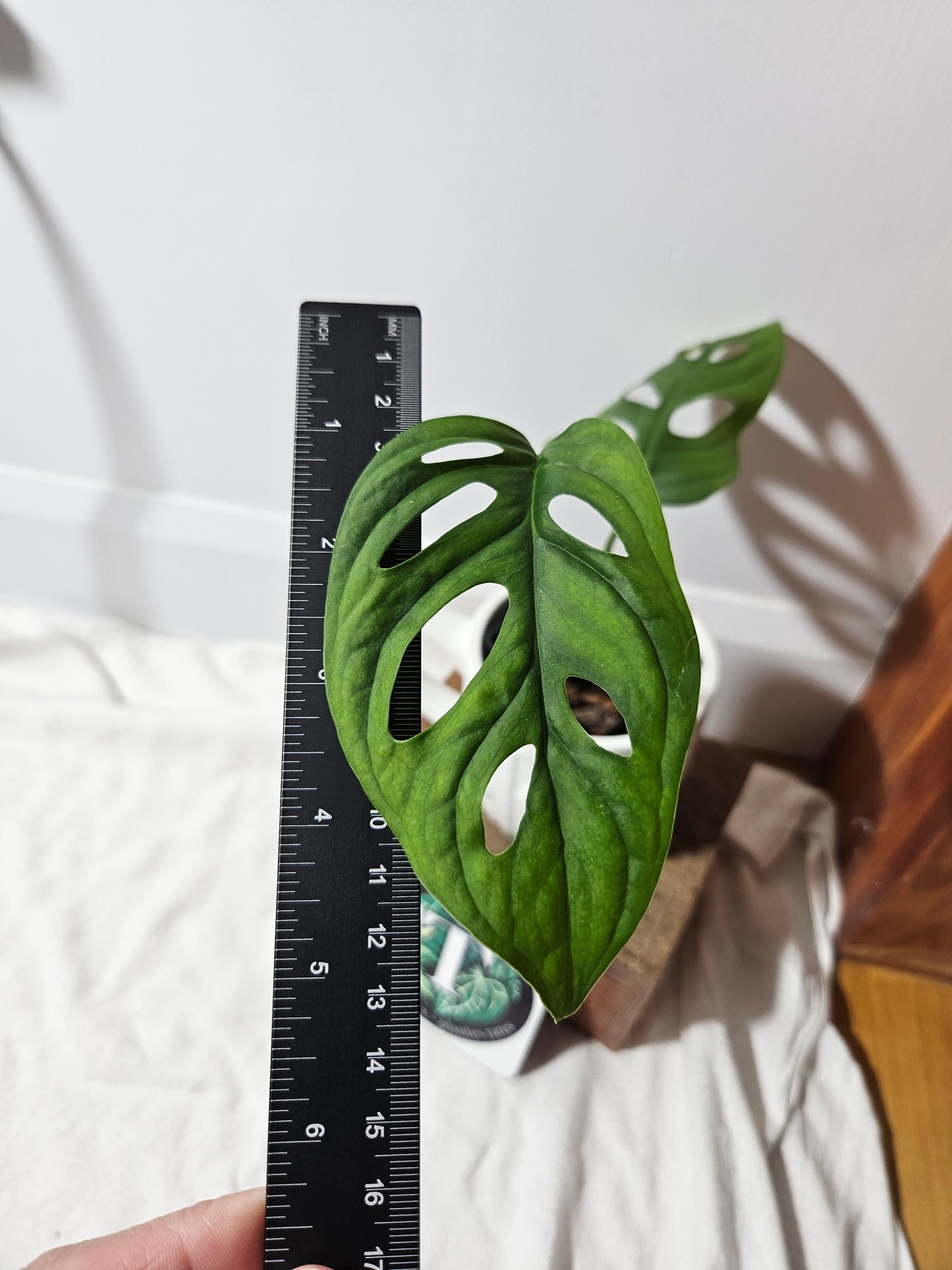 Monstera Obliqua Aff Muyuna Round (MON-159)