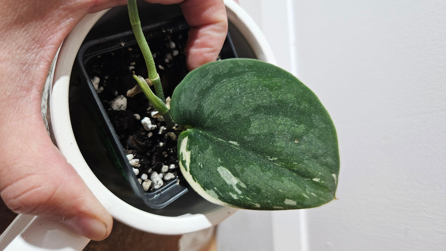 Scindapsus Bunaken (SCI-1290)