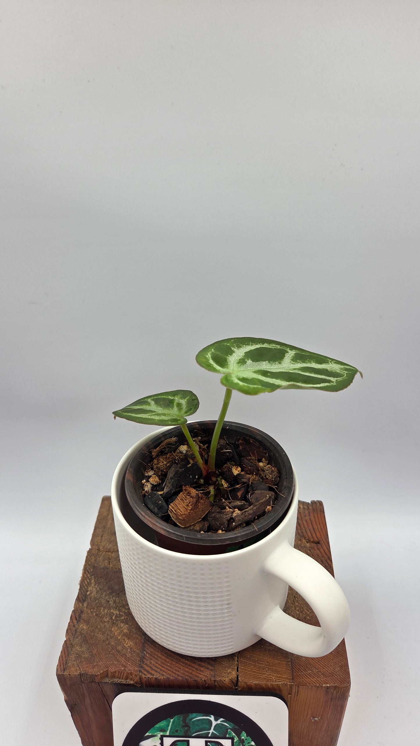 Anthurium Silver Hope "format PETIT" (ANT-677)