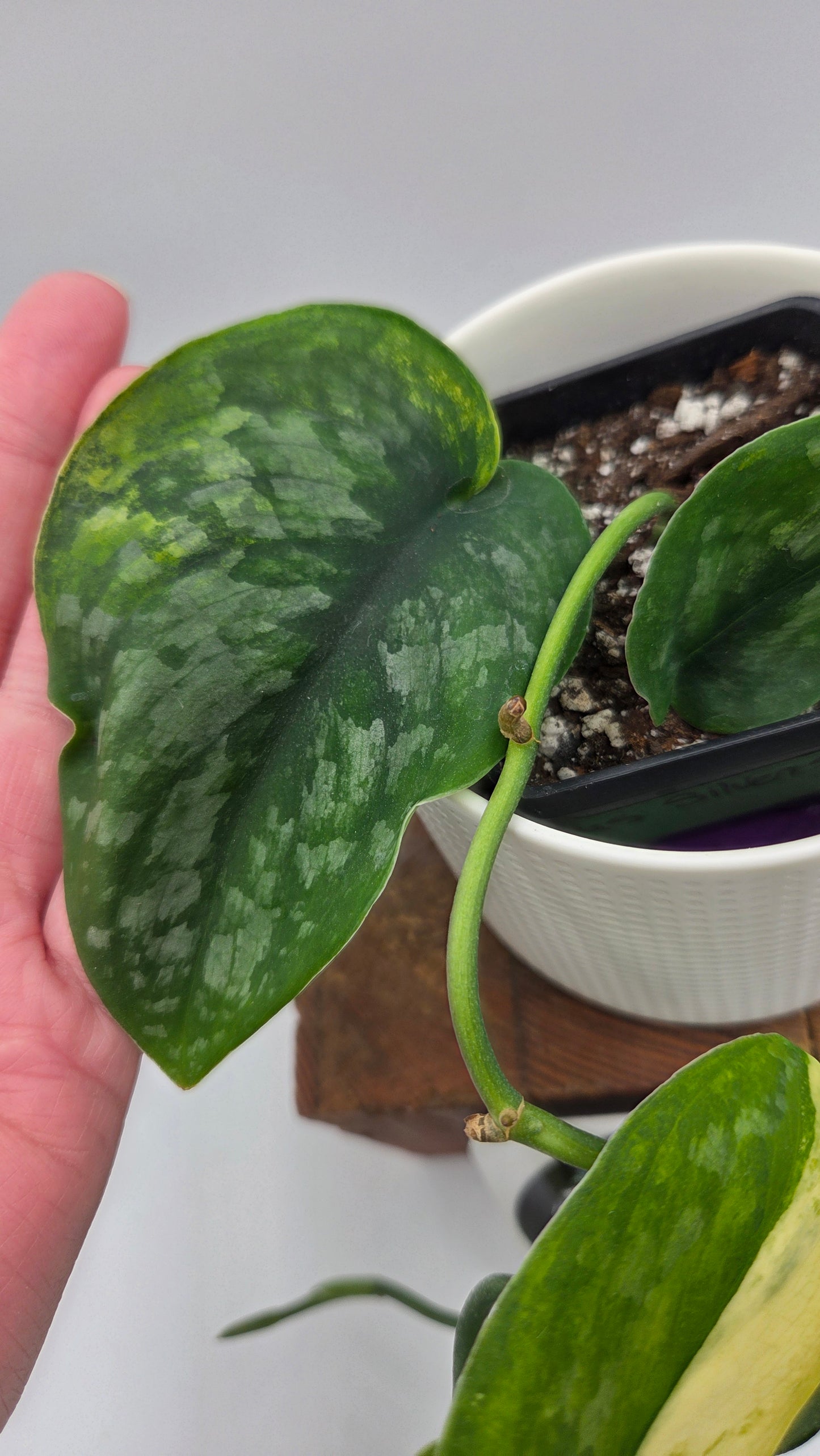Scindapsus Silver Splash "Green on Green" (SCI-14345)