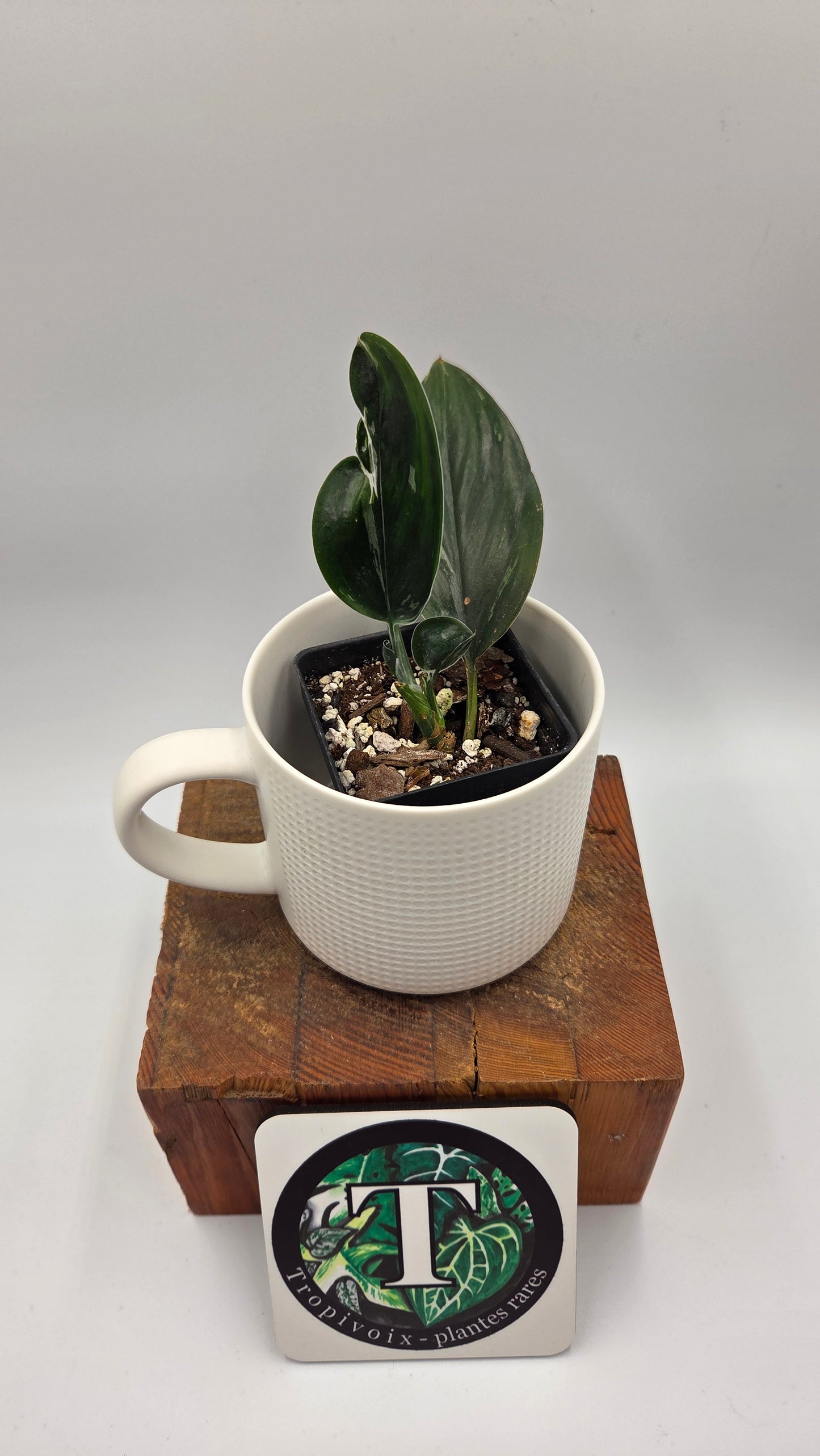 Scindapsus Treubii Dark Form silver (SCI-1198)
