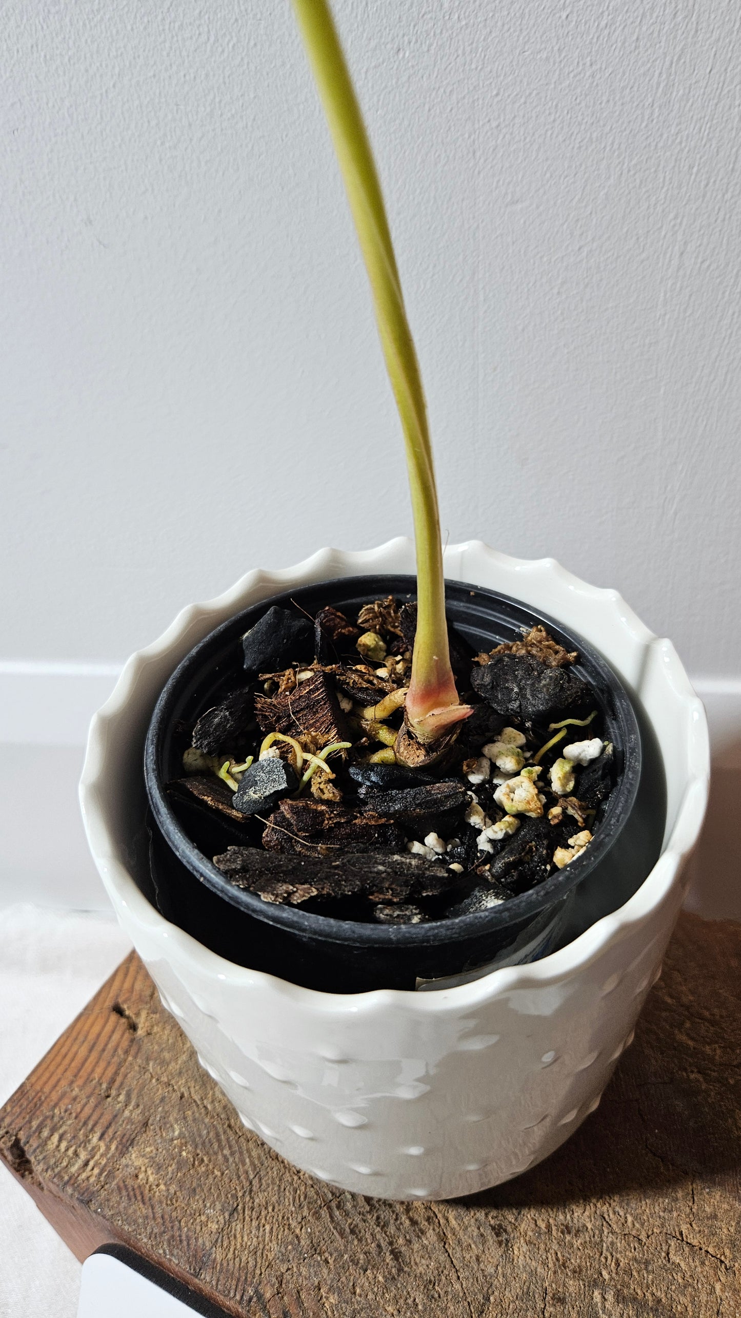 Anthurium Magnificum X Napo "format MOYEN/LARGE"(ANT-258)