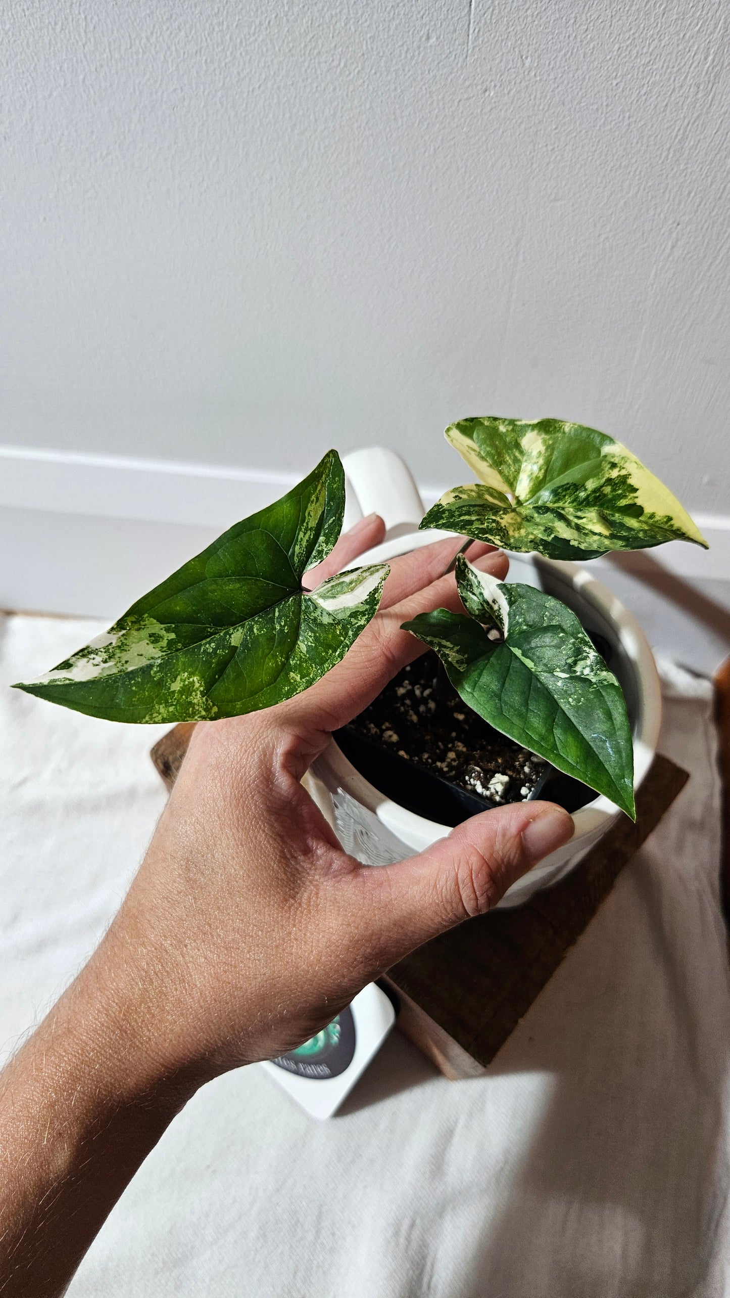 Syngonium Albo (SYN-470)