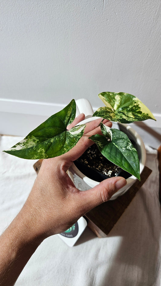 Syngonium Albo (SYN-470)