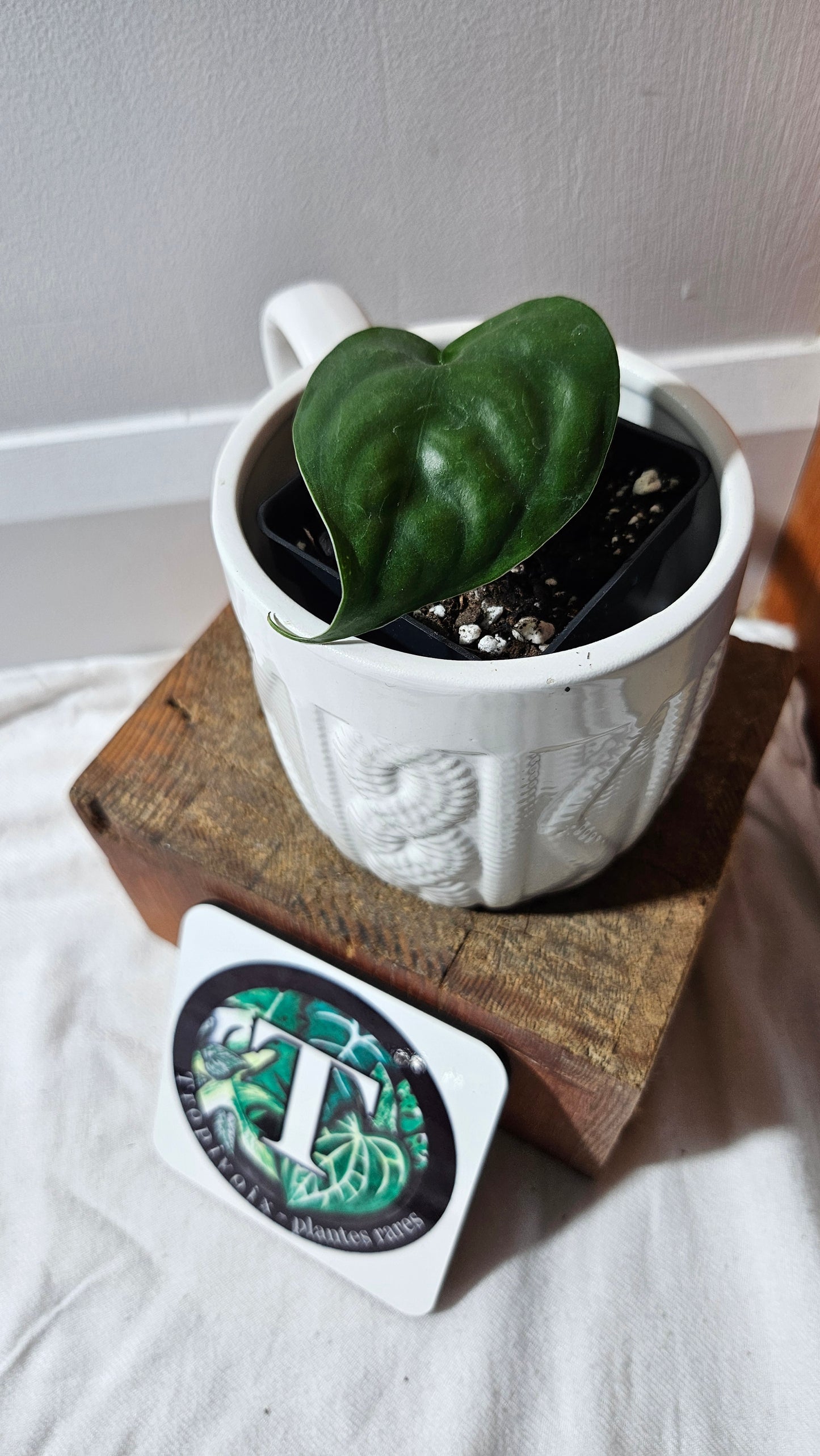 Scindapsus Lucens (SCI-1179)