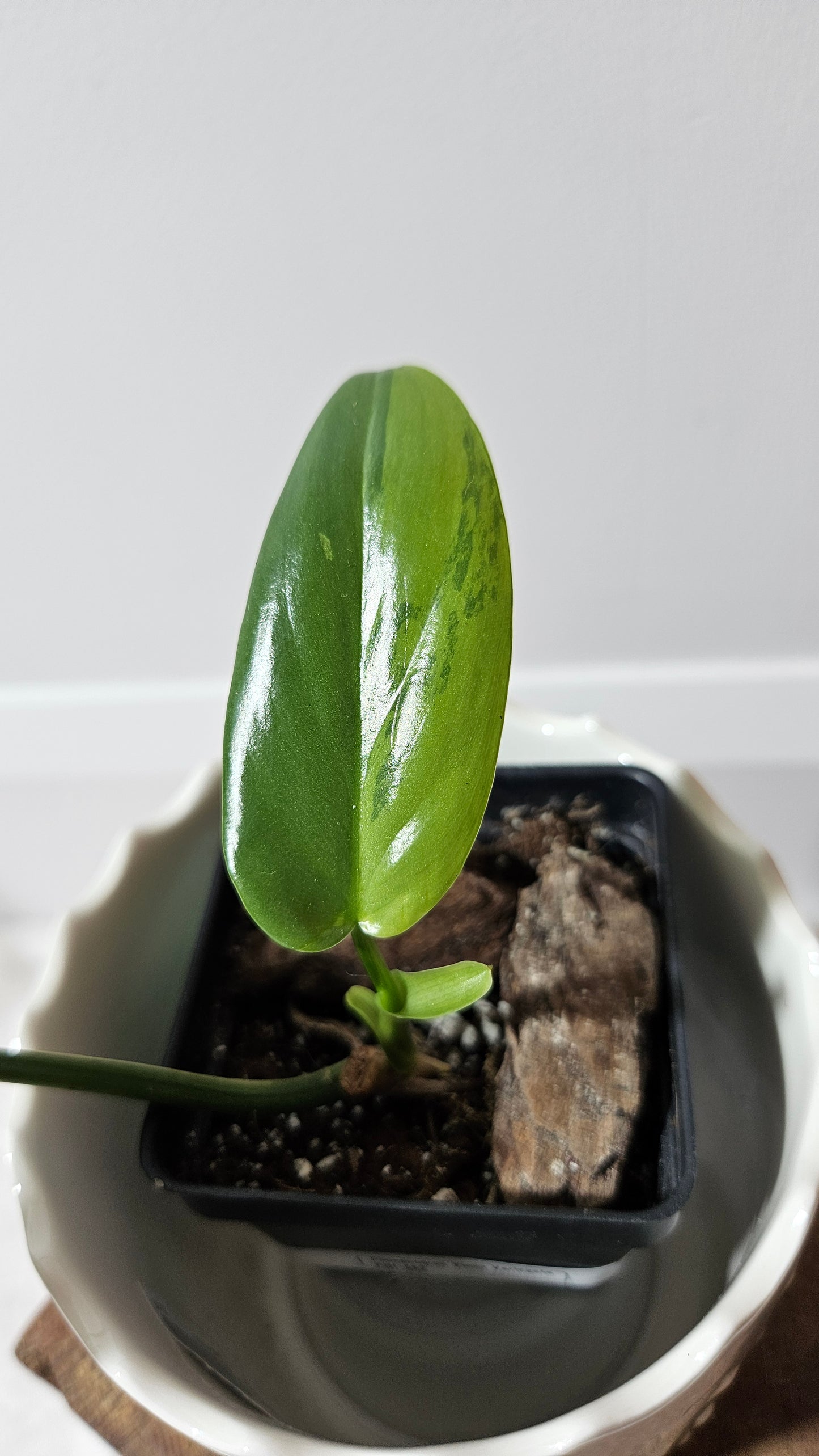 Philodendron Violin Variegata (PHI-582)