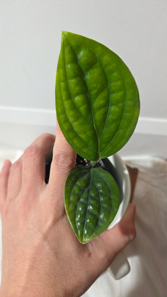 Monstera Karstenianum/Peru Variegata REVERT (MON-503)
