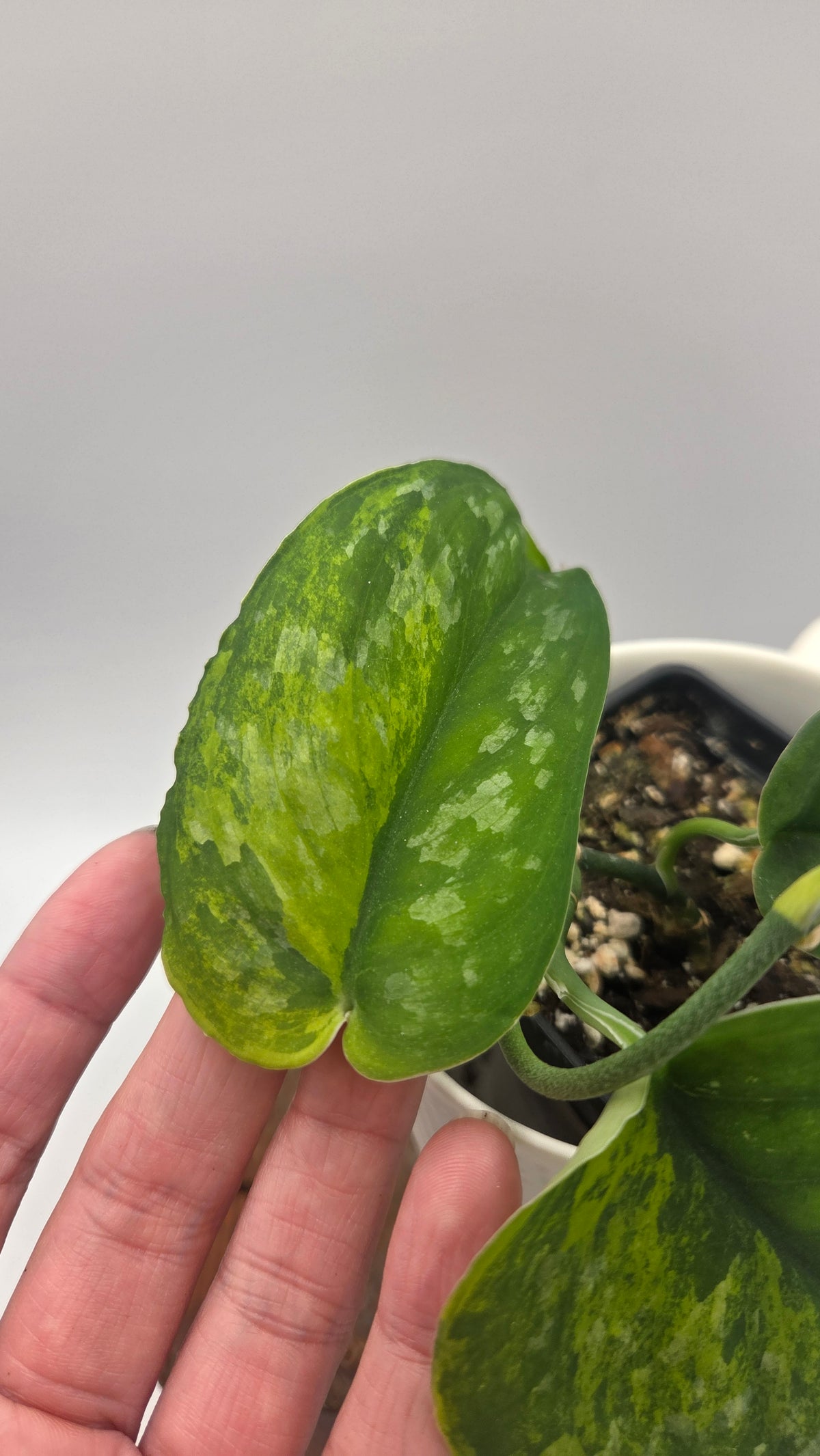 Scindapsus Silver Splash "Green on Green" (SCI-879)