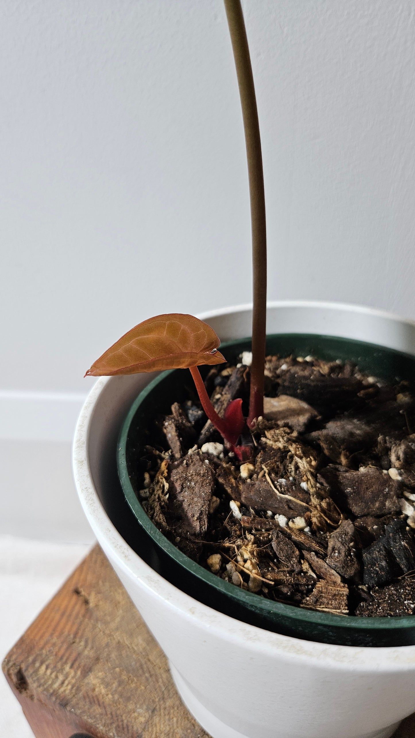 Anthurium Domino Hybrid "format MOYEN" (ANT-543)