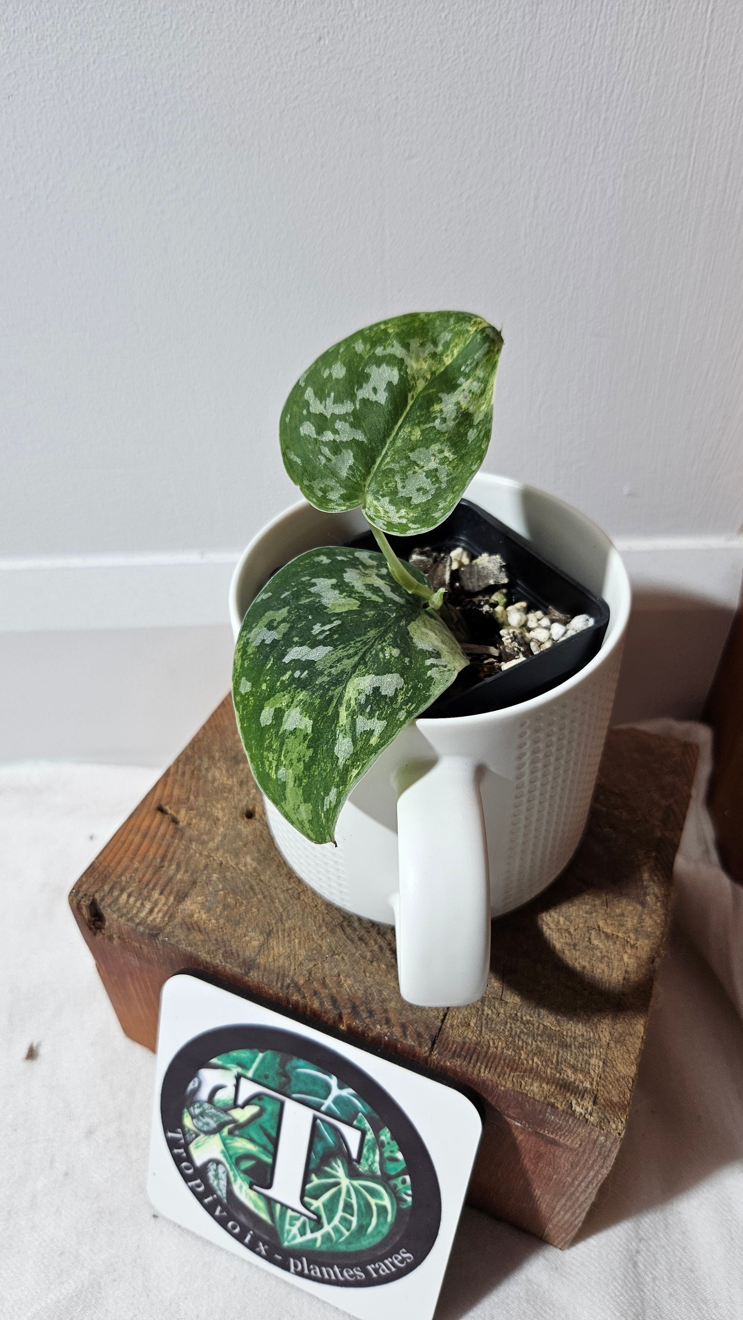 Scindapsus Argyraeus Permata (SCI-1347)