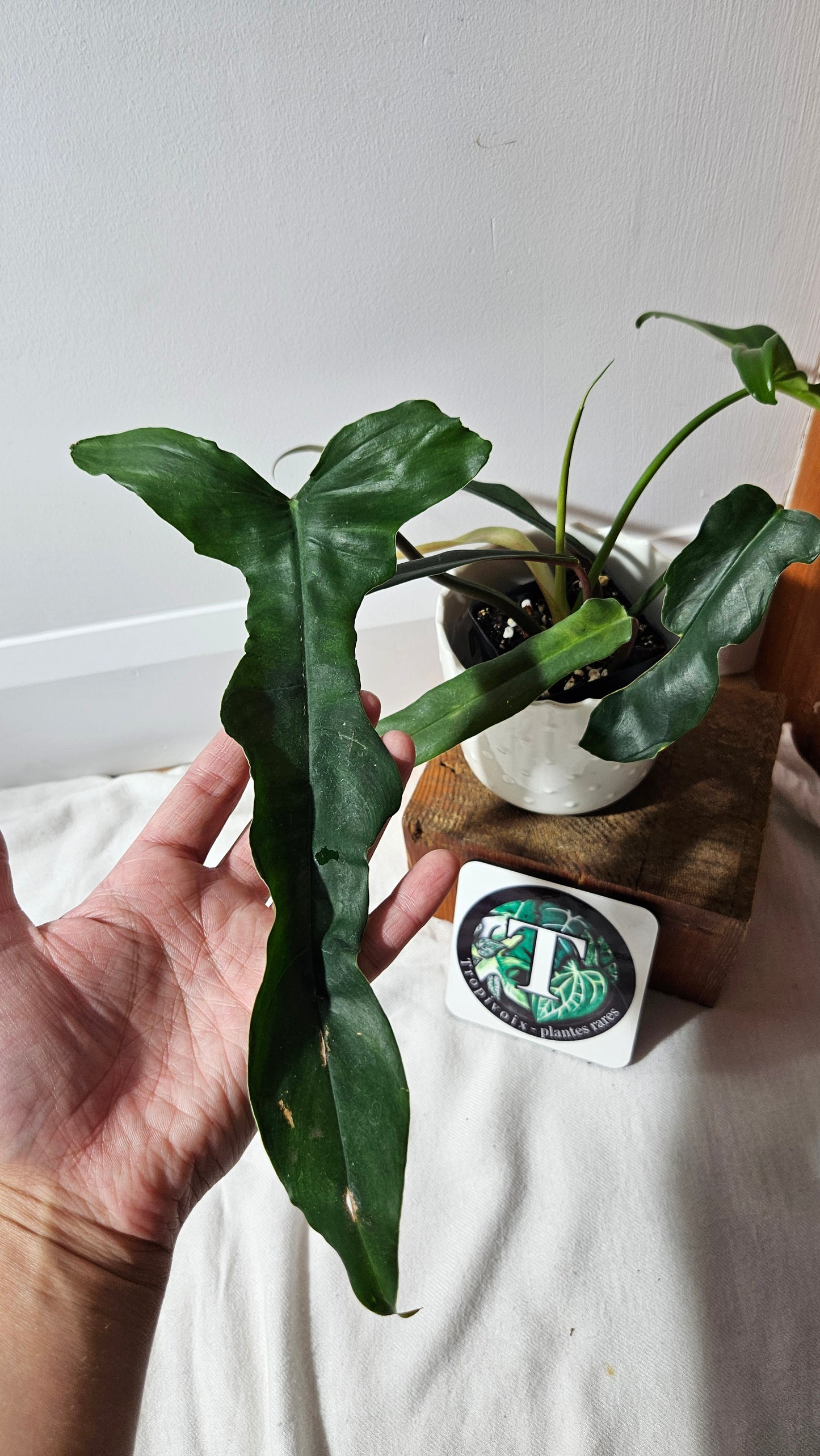 Philodendron Lavinia /(Paloraense cf X Tortum) (PHI-934)