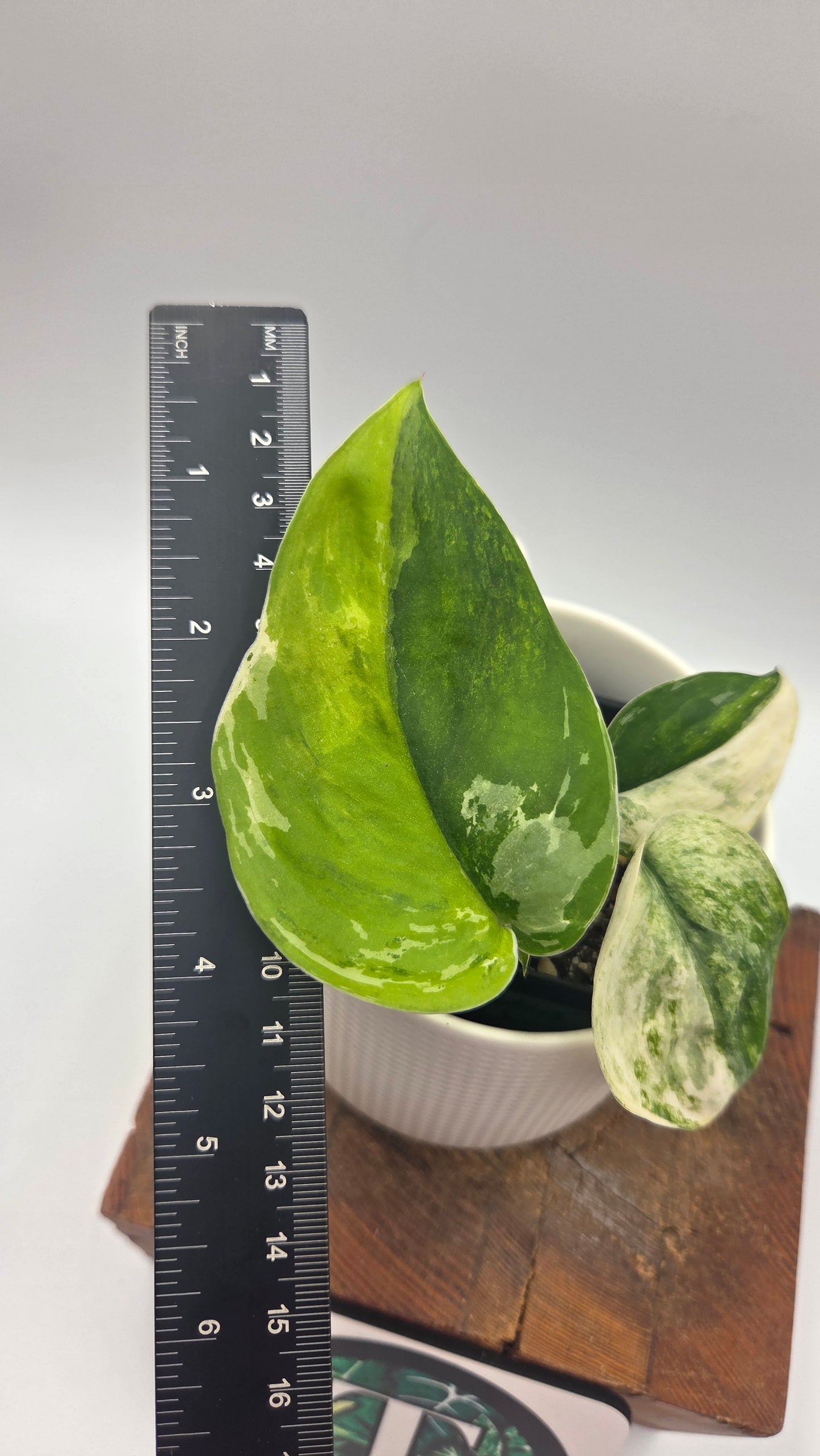 Scindapsus Silver Satin Tricolore (SCI-830)
