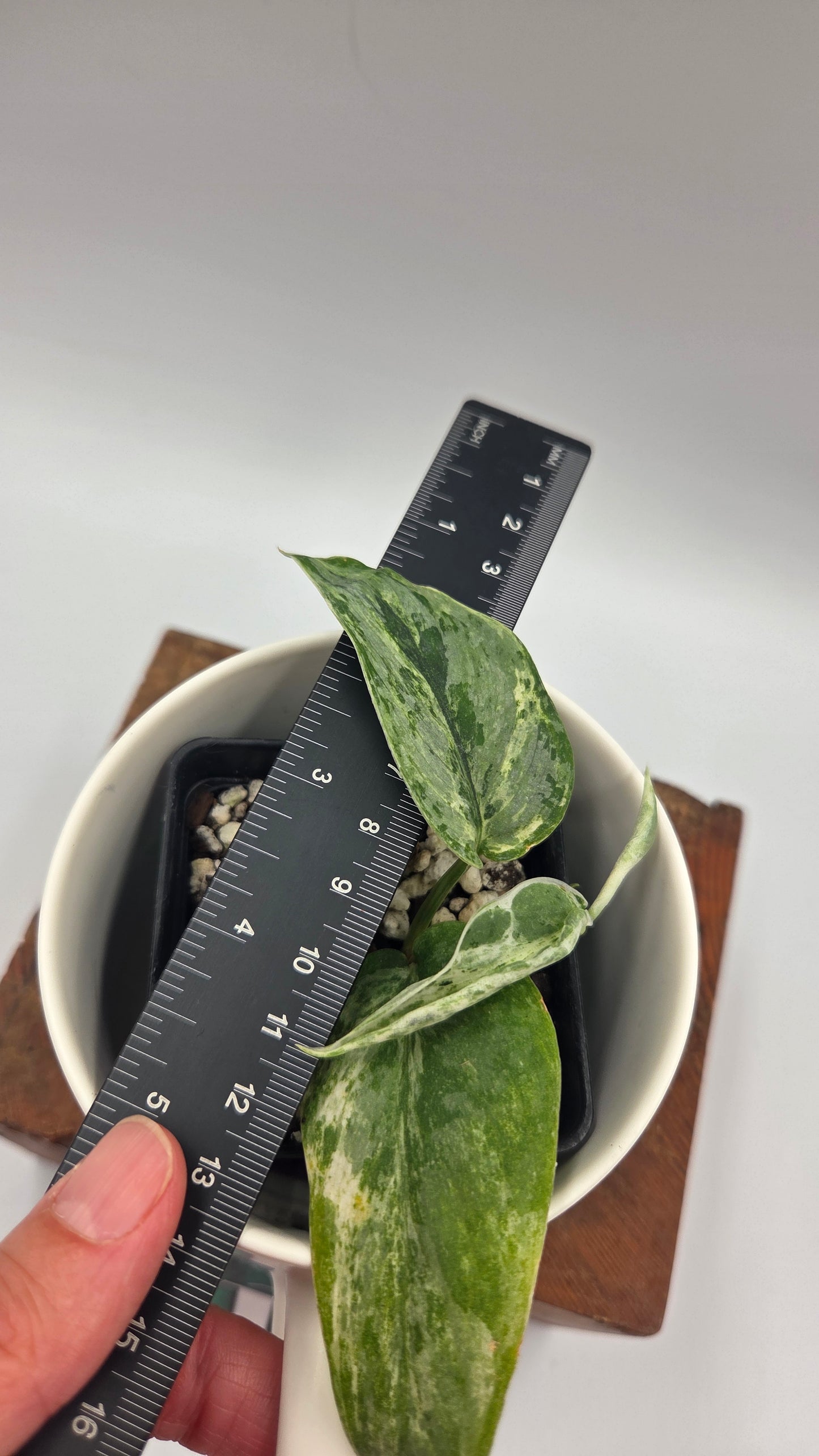 Scindapsus Perlas (SCI-1493)