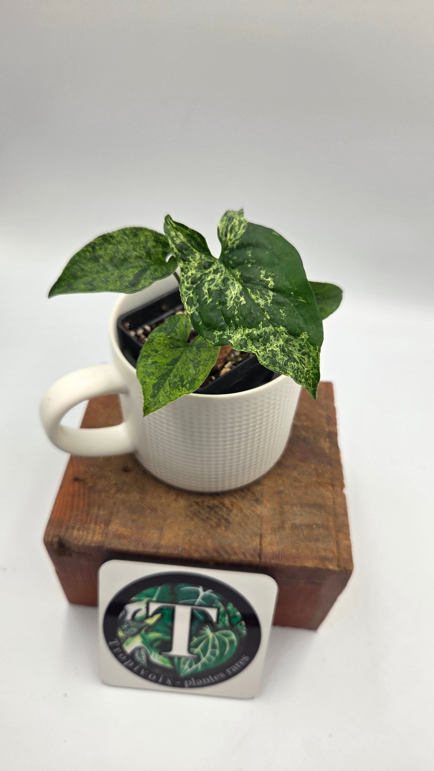 Syngonium Mojito (SYN-517)