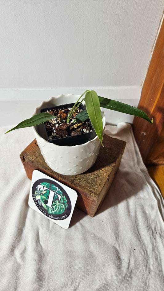 Anthurium  Ecuadorense "format PETIT" (ANT-413)