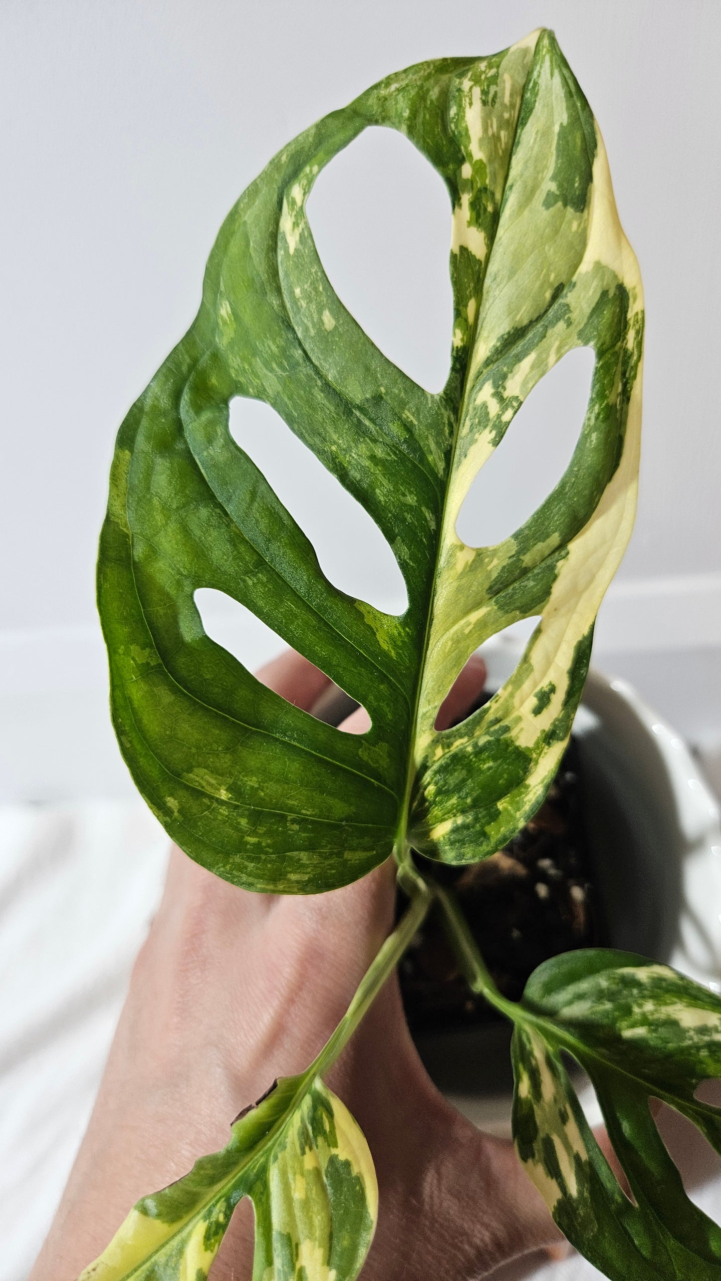 Monstera Andasonii Tricolore (MON-414)