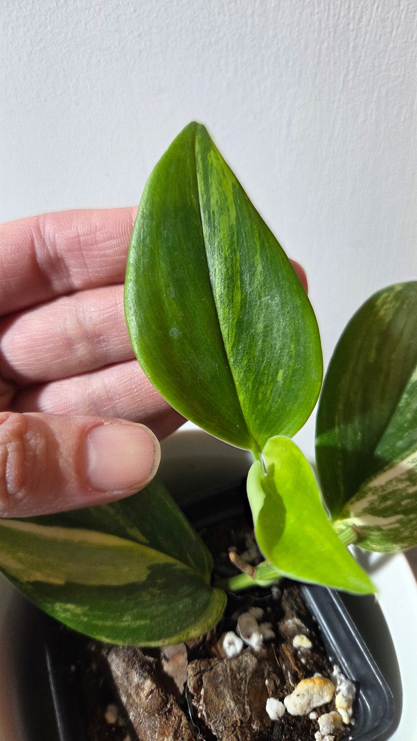 Scindapsus Rubicon (SCI-1350)