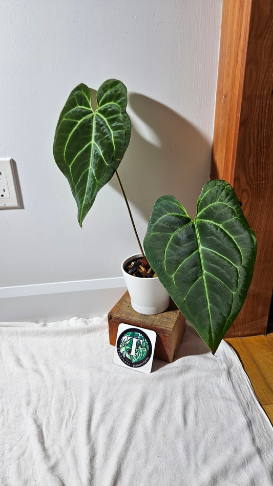 Anthurium  Papillilaminum Hybrid "format XLARGE" (ANT-508)